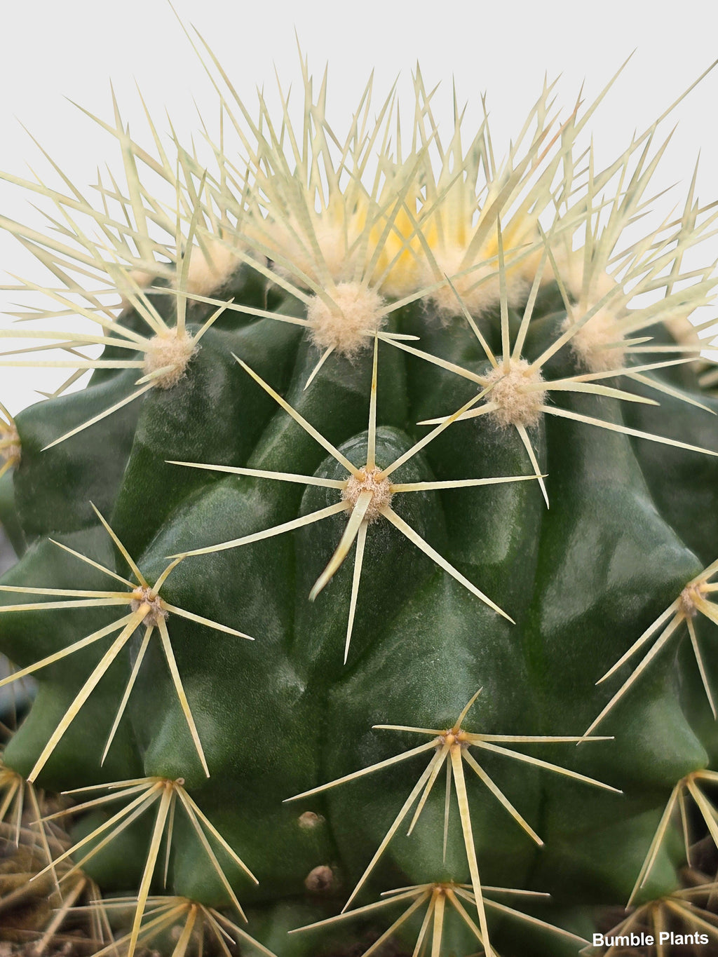Golden Barrel Cactus 'Echinocactus Grusonii'
