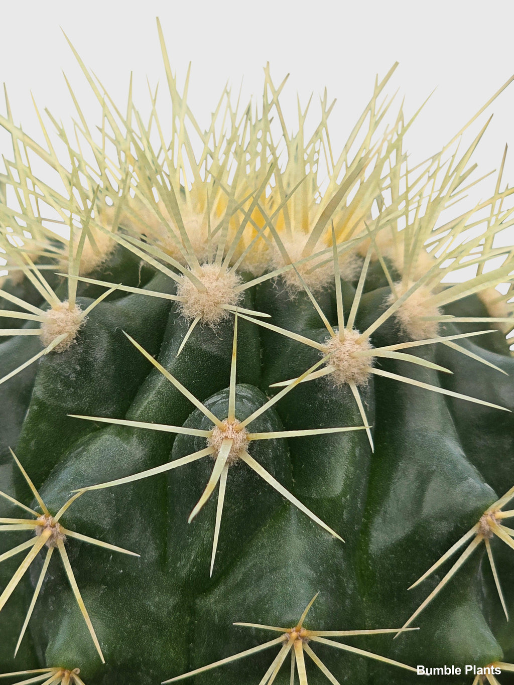 Golden Barrel Cactus 'Echinocactus Grusonii'