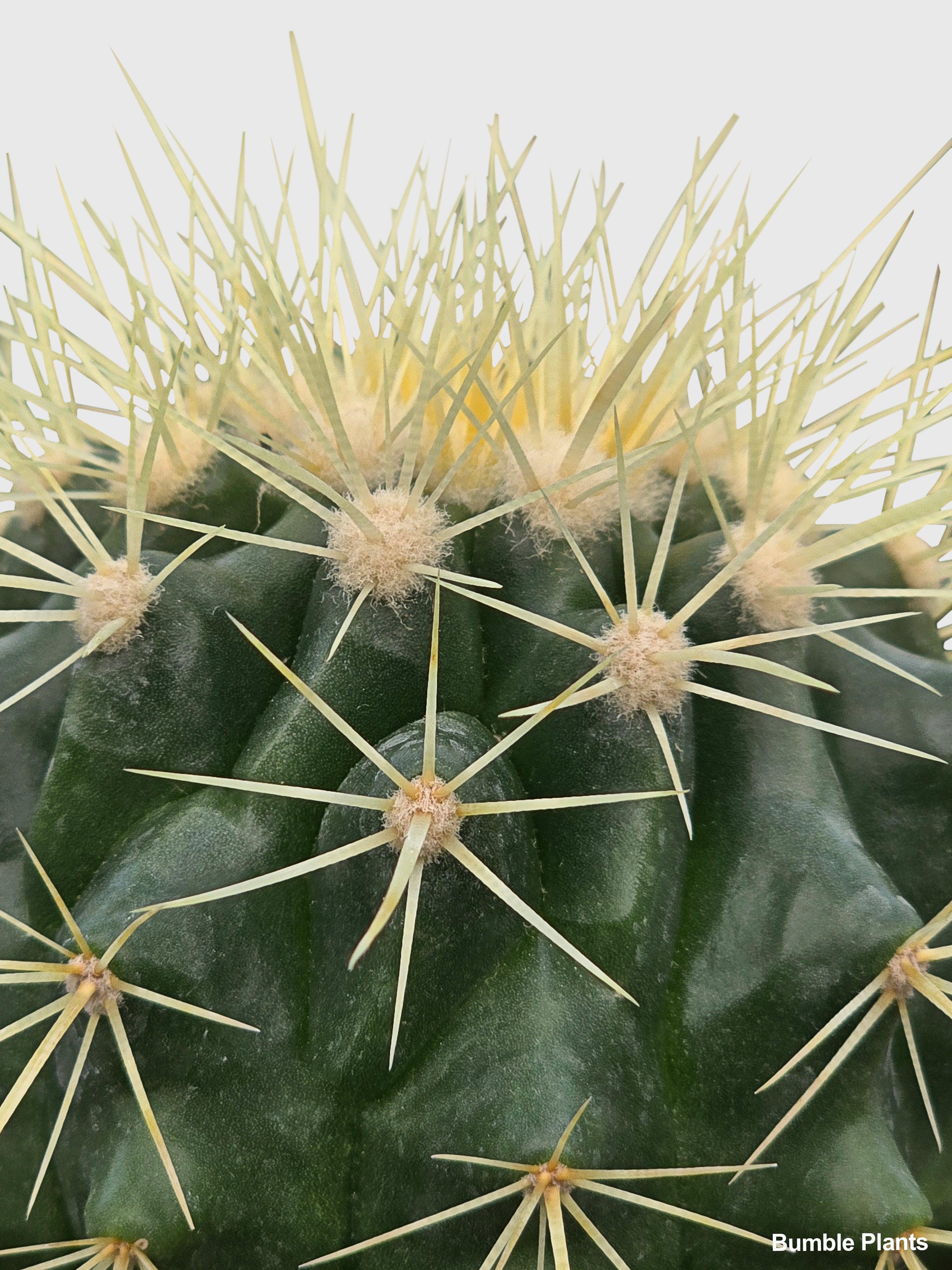 Golden Barrel Cactus 'Echinocactus Grusonii'