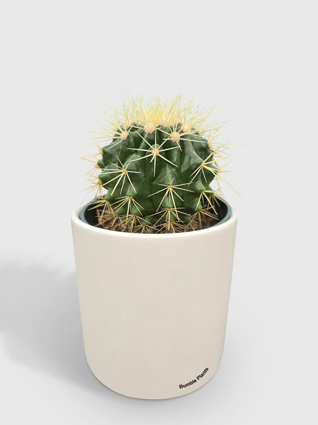 Golden Barrel Cactus 'Echinocactus Grusonii'