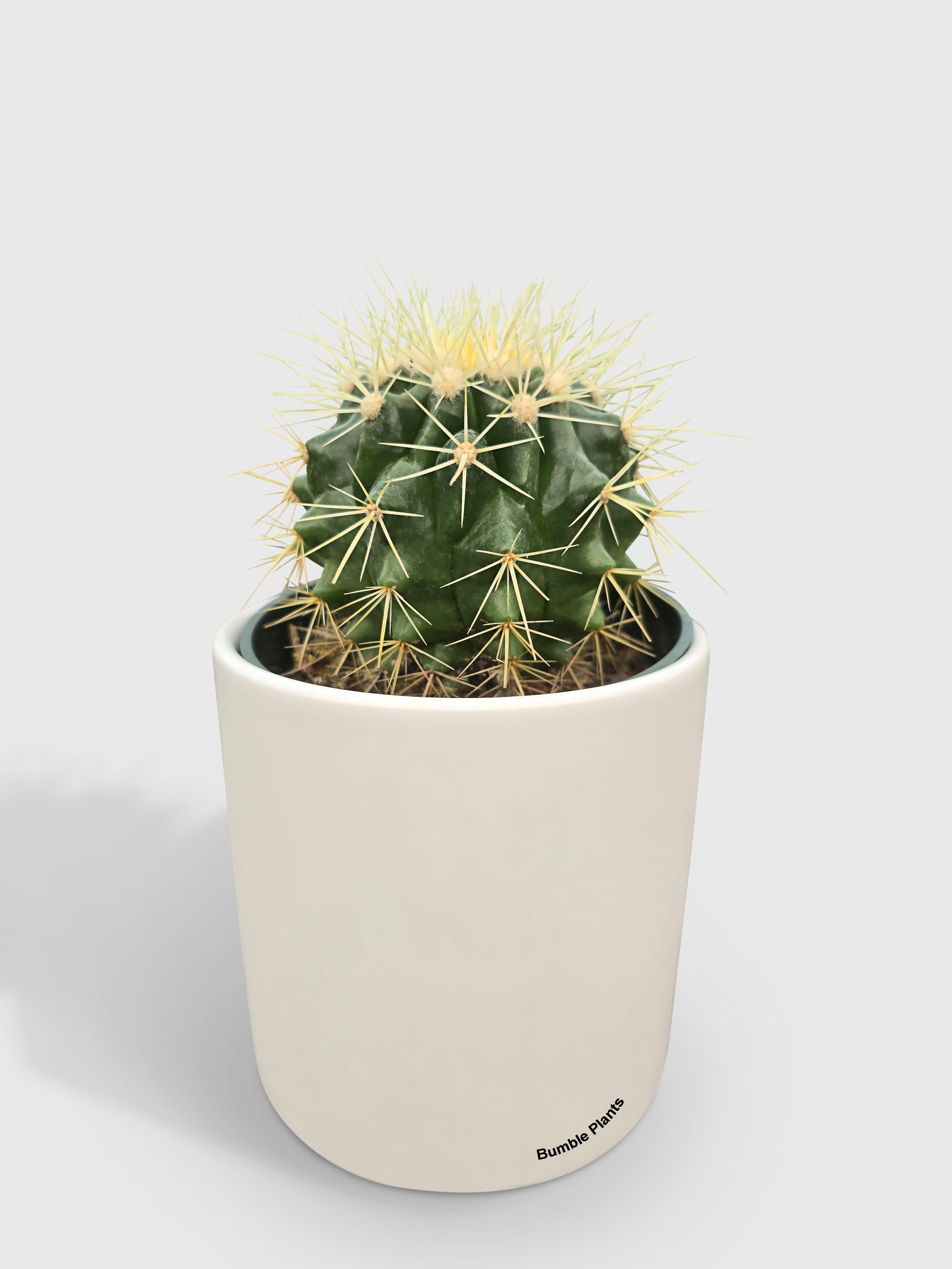 Golden Barrel Cactus 'Echinocactus Grusonii'