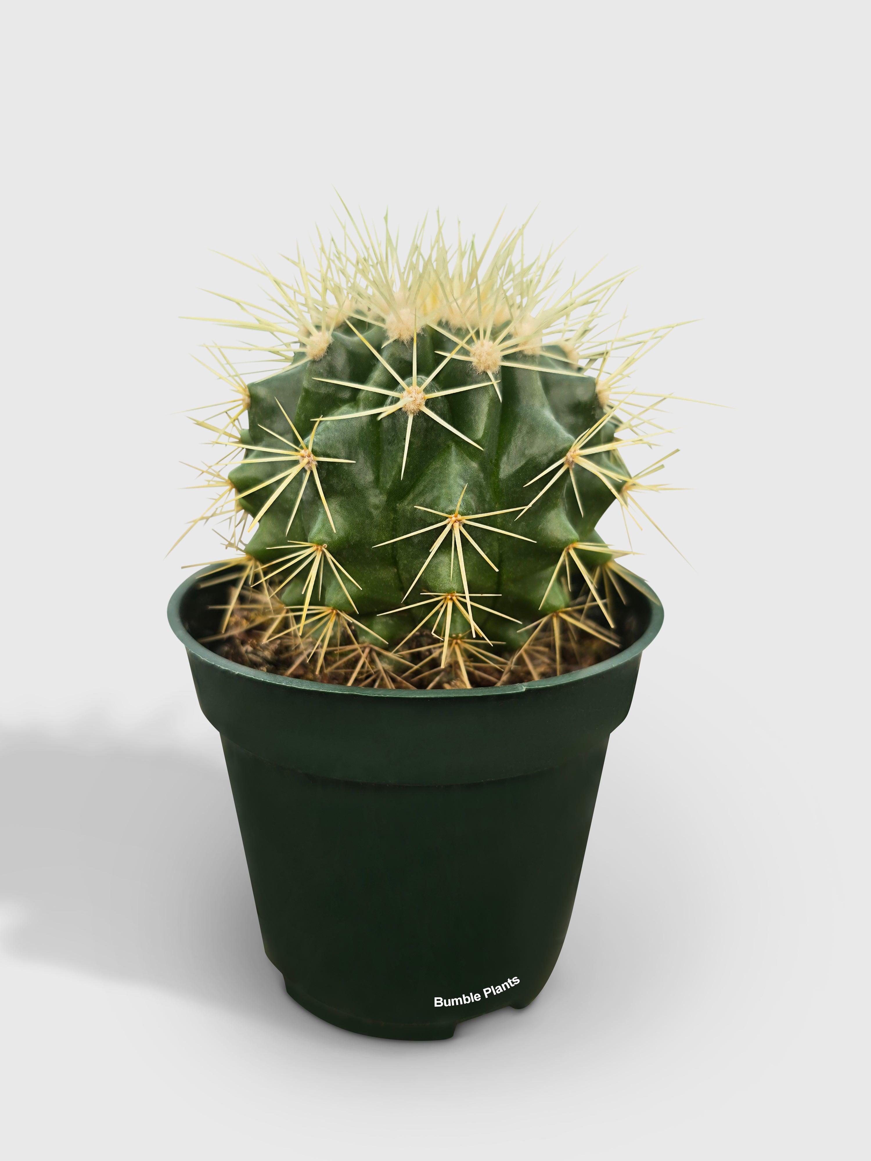 Golden Barrel Cactus 'Echinocactus Grusonii'