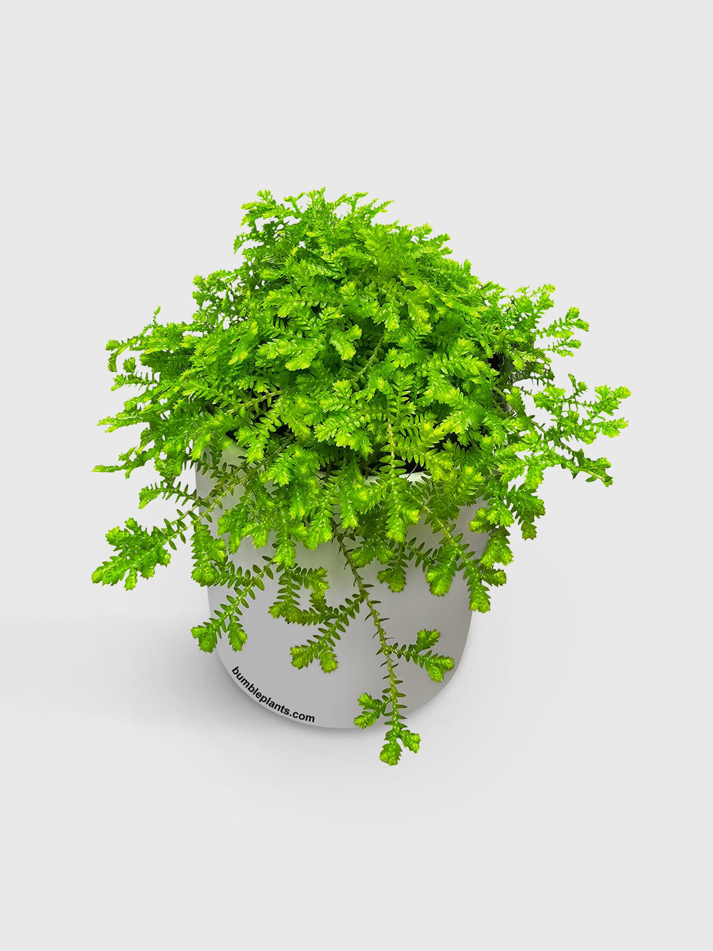 Golden Moss Selaginella Kraussiana 'Aurea'