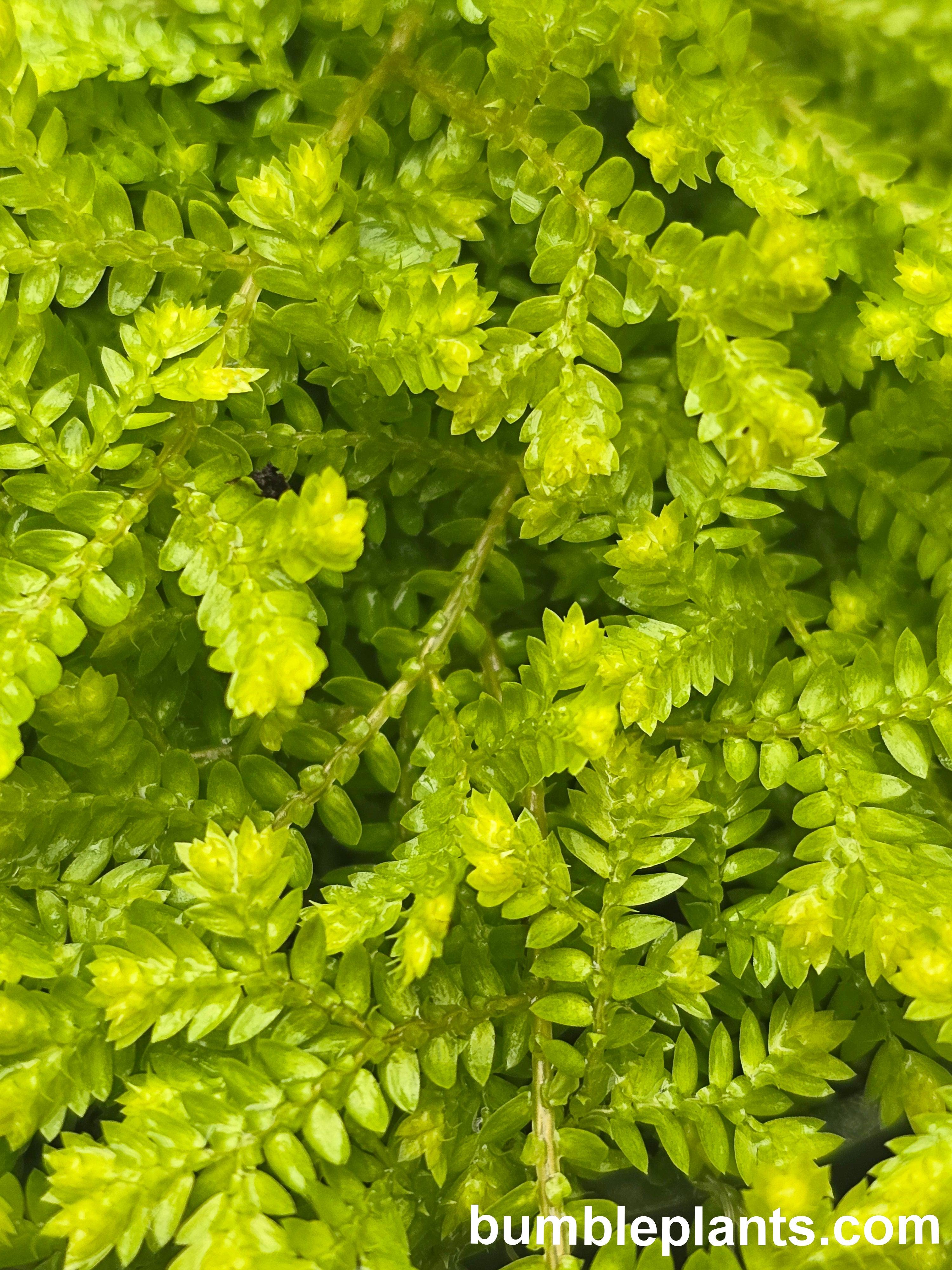 Golden Moss Selaginella Kraussiana 'Aurea'