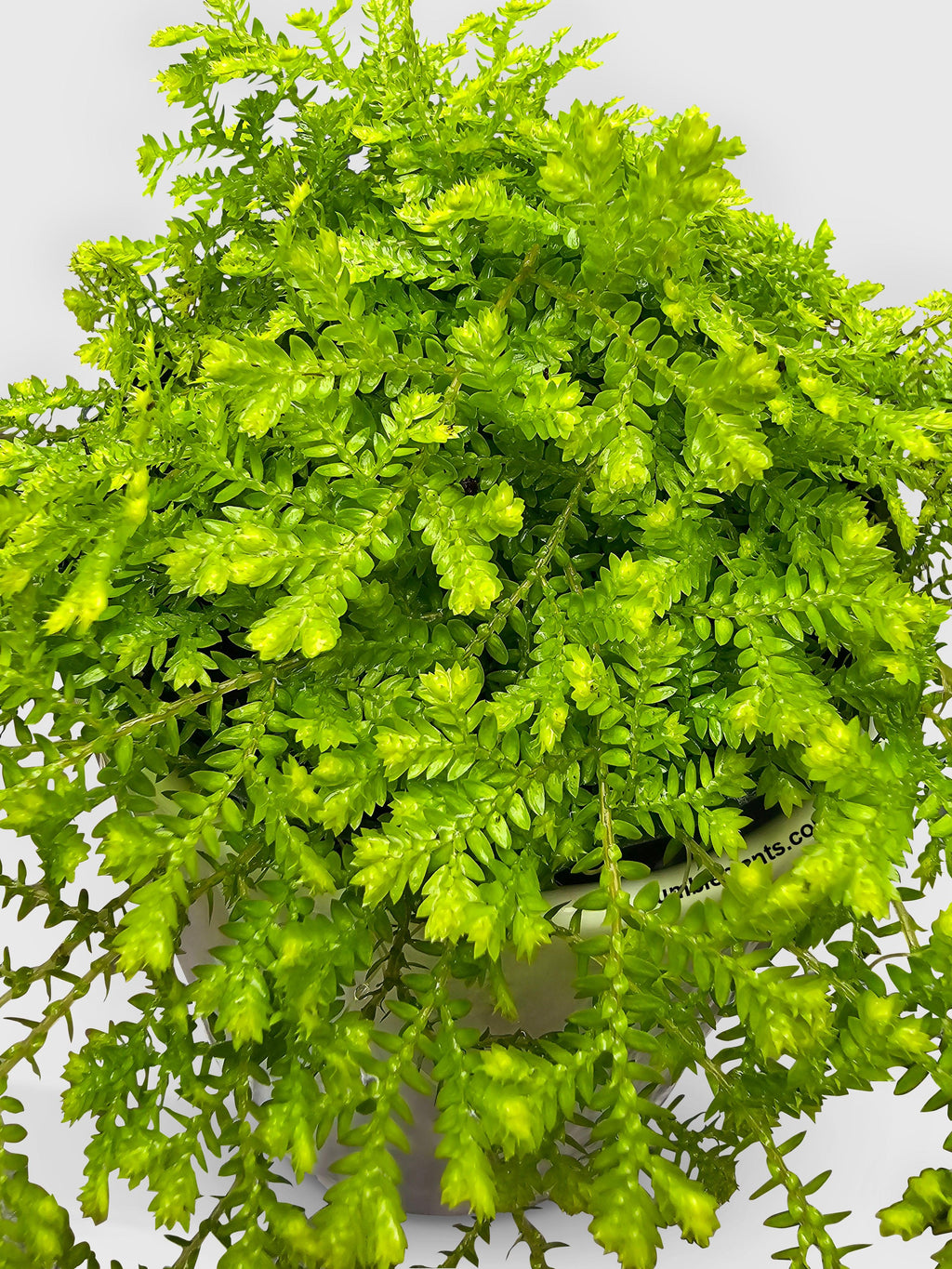 Golden Moss Selaginella Kraussiana 'Aurea'