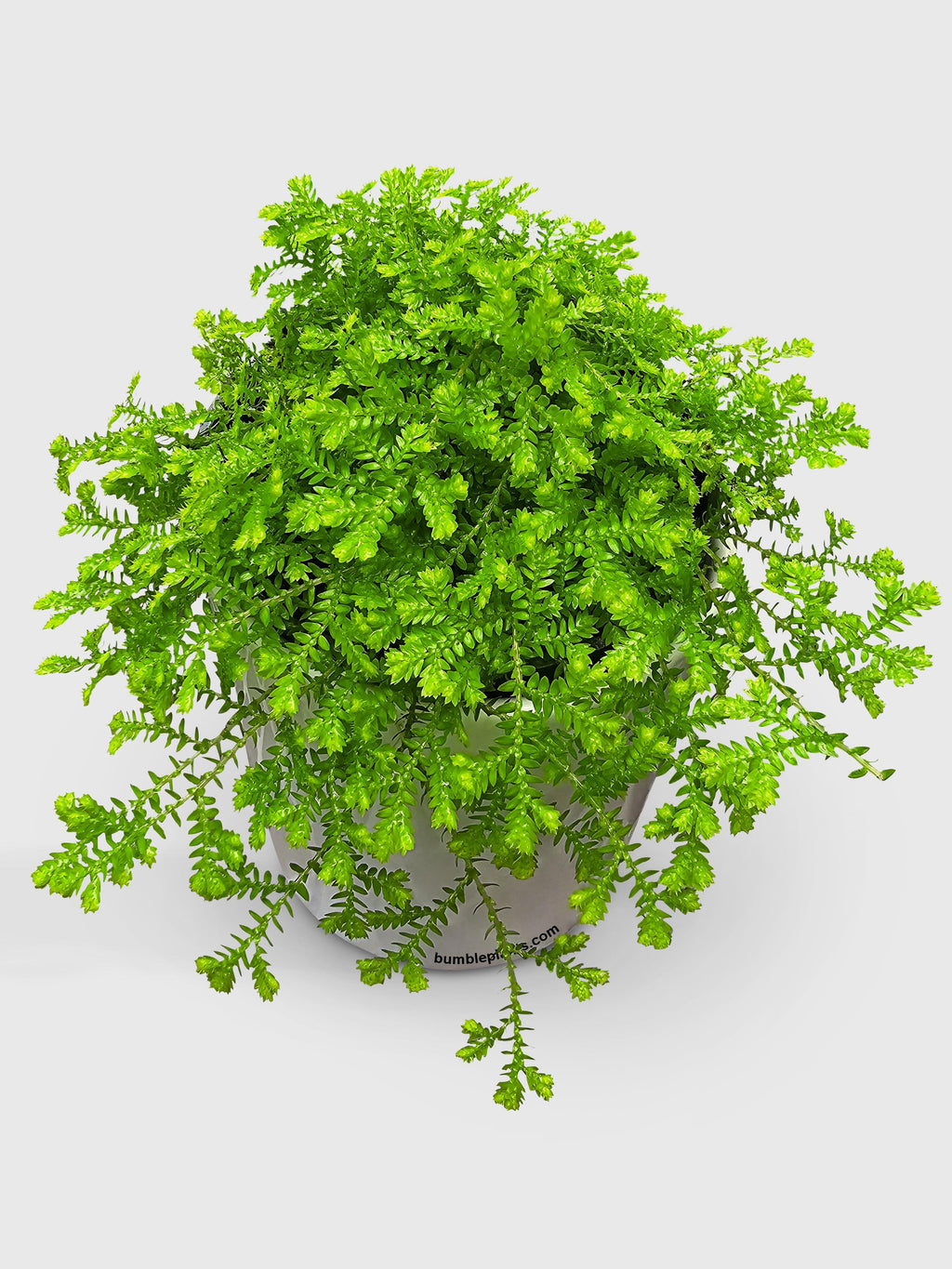 Golden Moss Selaginella Kraussiana 'Aurea'