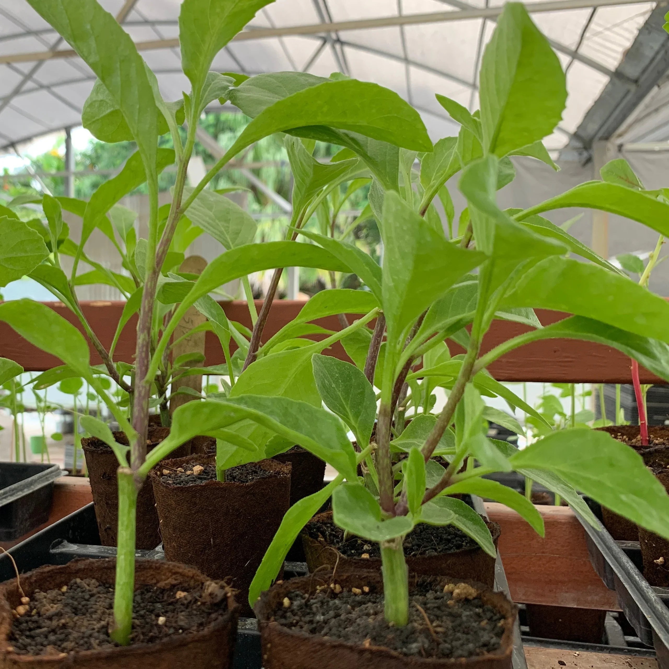 Longevity Spinach Live Plant