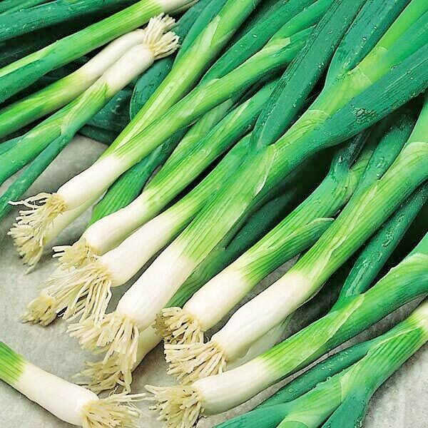 Heshiko Green Onion Seeds He Shi Ko