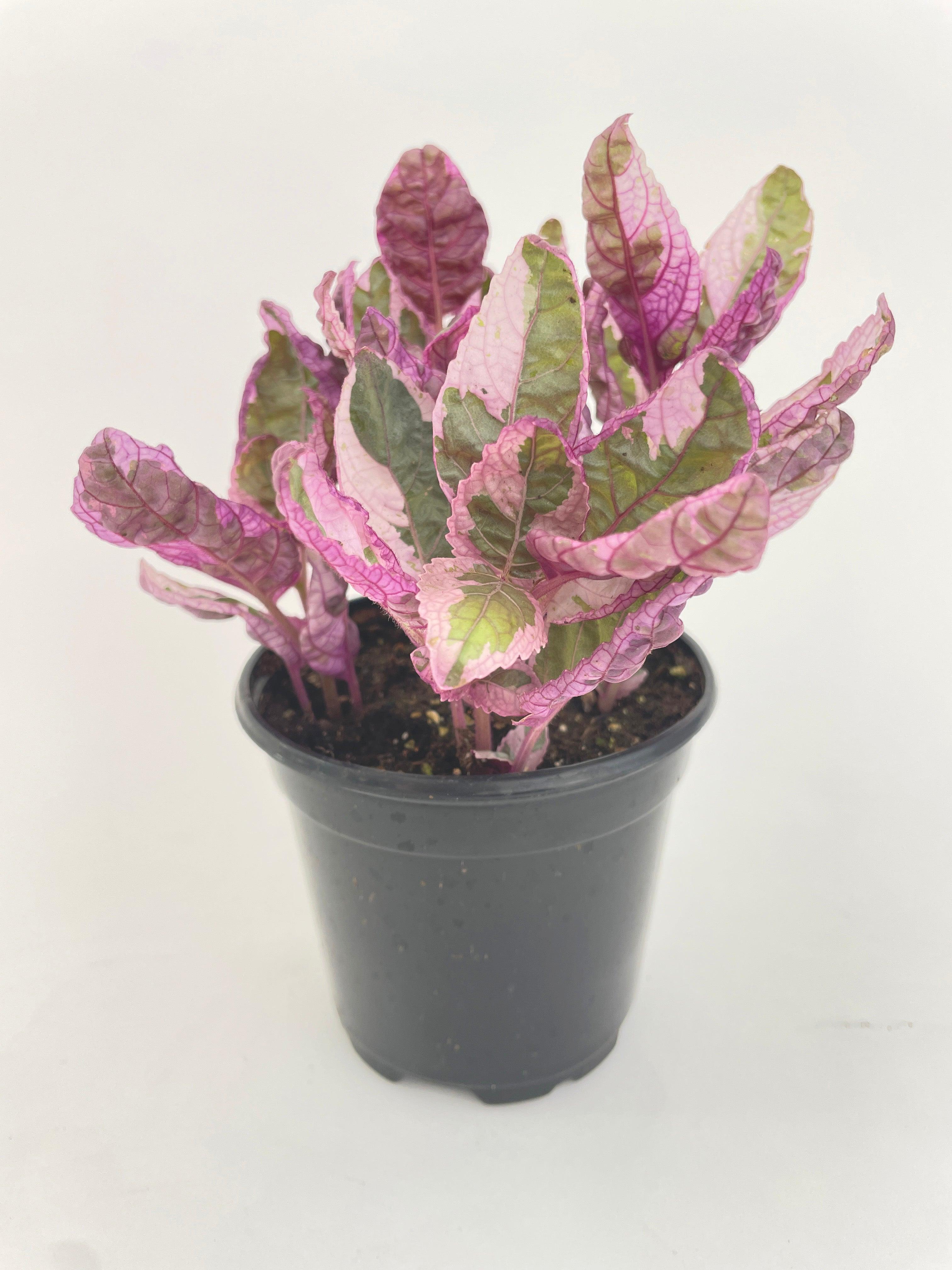 'Snow White' Waffle Plant Hemigraphis Alternata