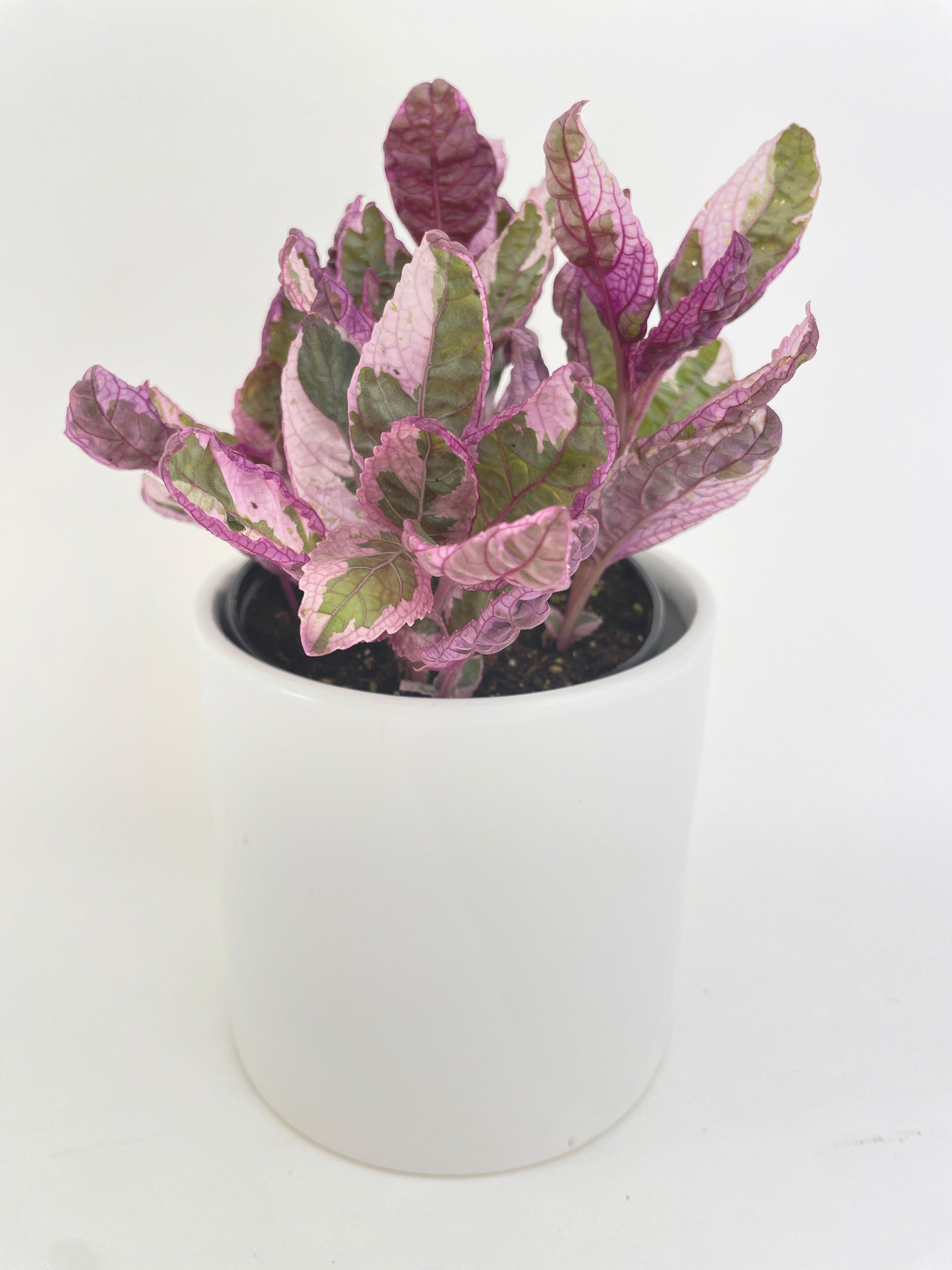 'Snow White' Waffle Plant Hemigraphis Alternata