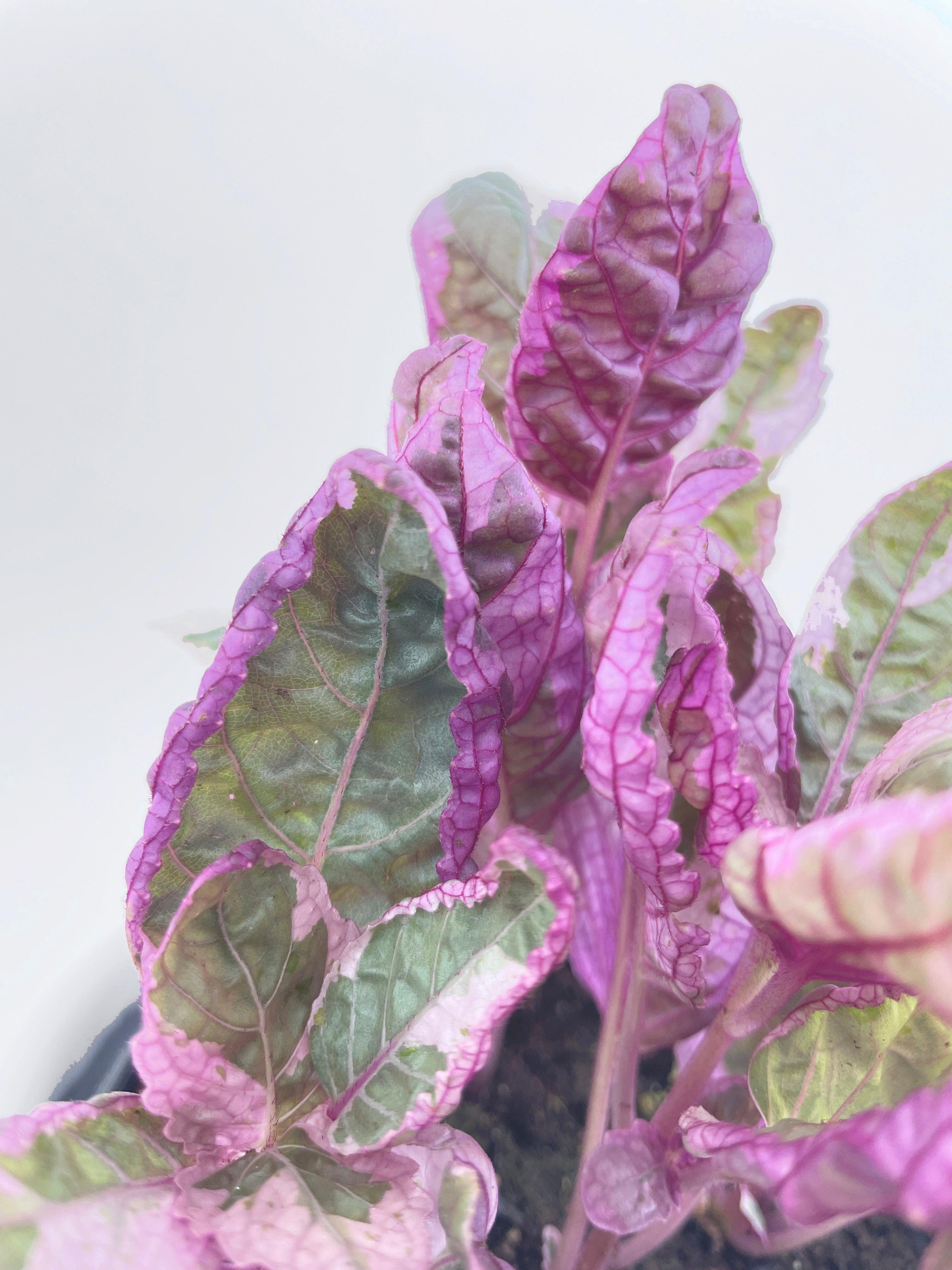 'Snow White' Waffle Plant Hemigraphis Alternata