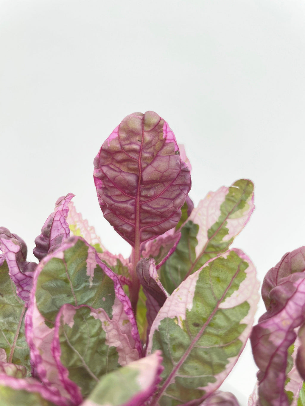 'Snow White' Waffle Plant Hemigraphis Alternata