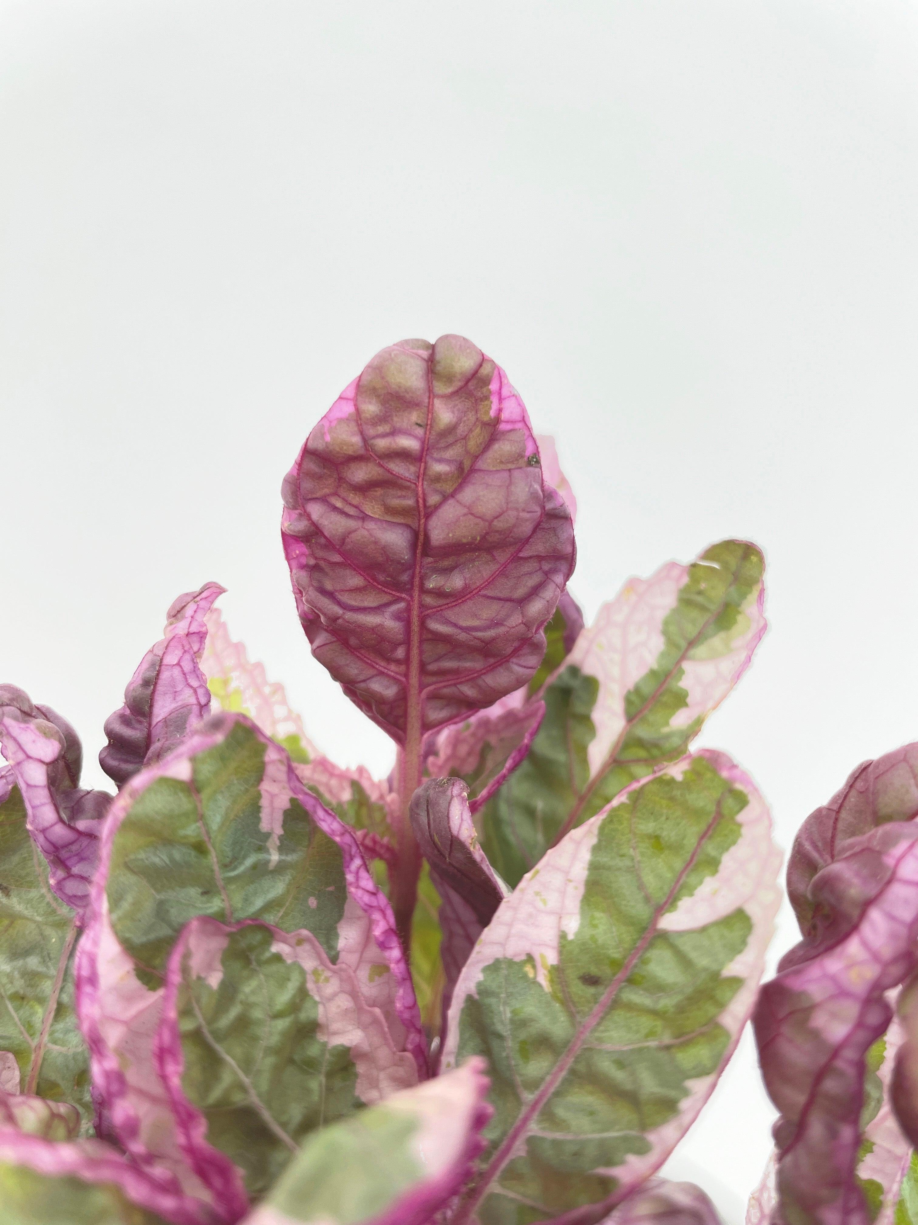 'Snow White' Waffle Plant Hemigraphis Alternata