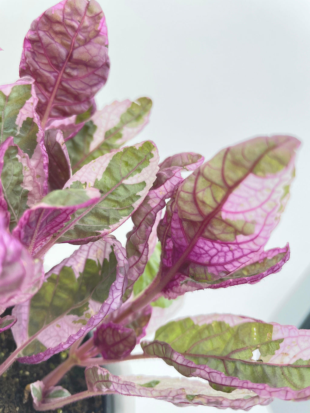'Snow White' Waffle Plant Hemigraphis Alternata