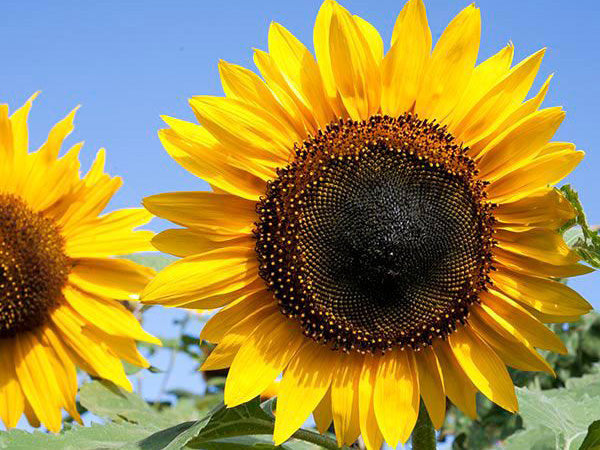 Common Sunflower (Helianthus annuus) Seeds – Classic Golden Blooms for Gardens