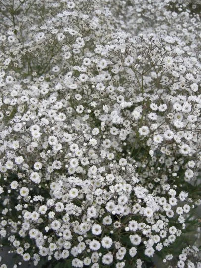 Baby's breath flowers