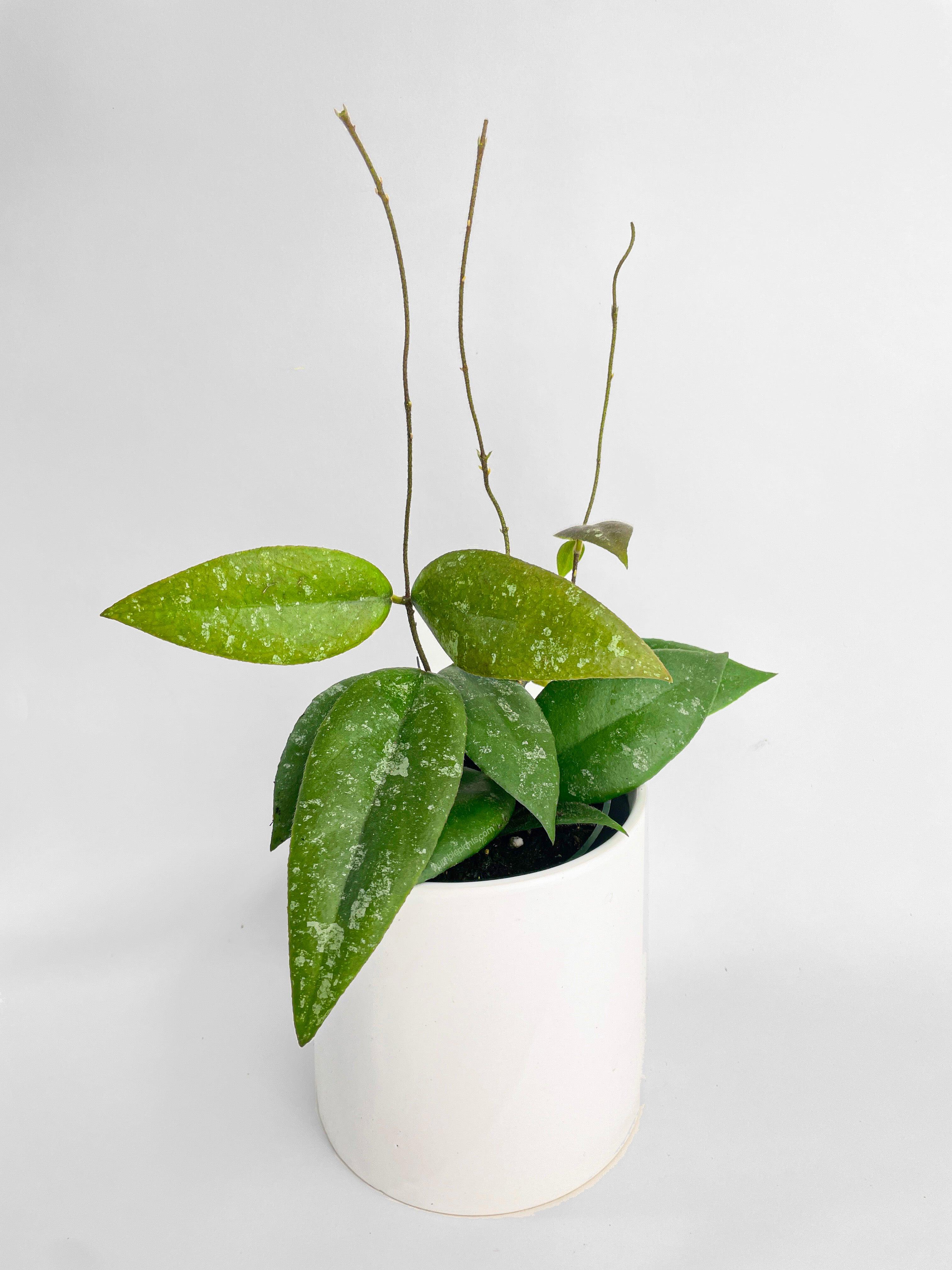 Hoya Caudata Sumatra