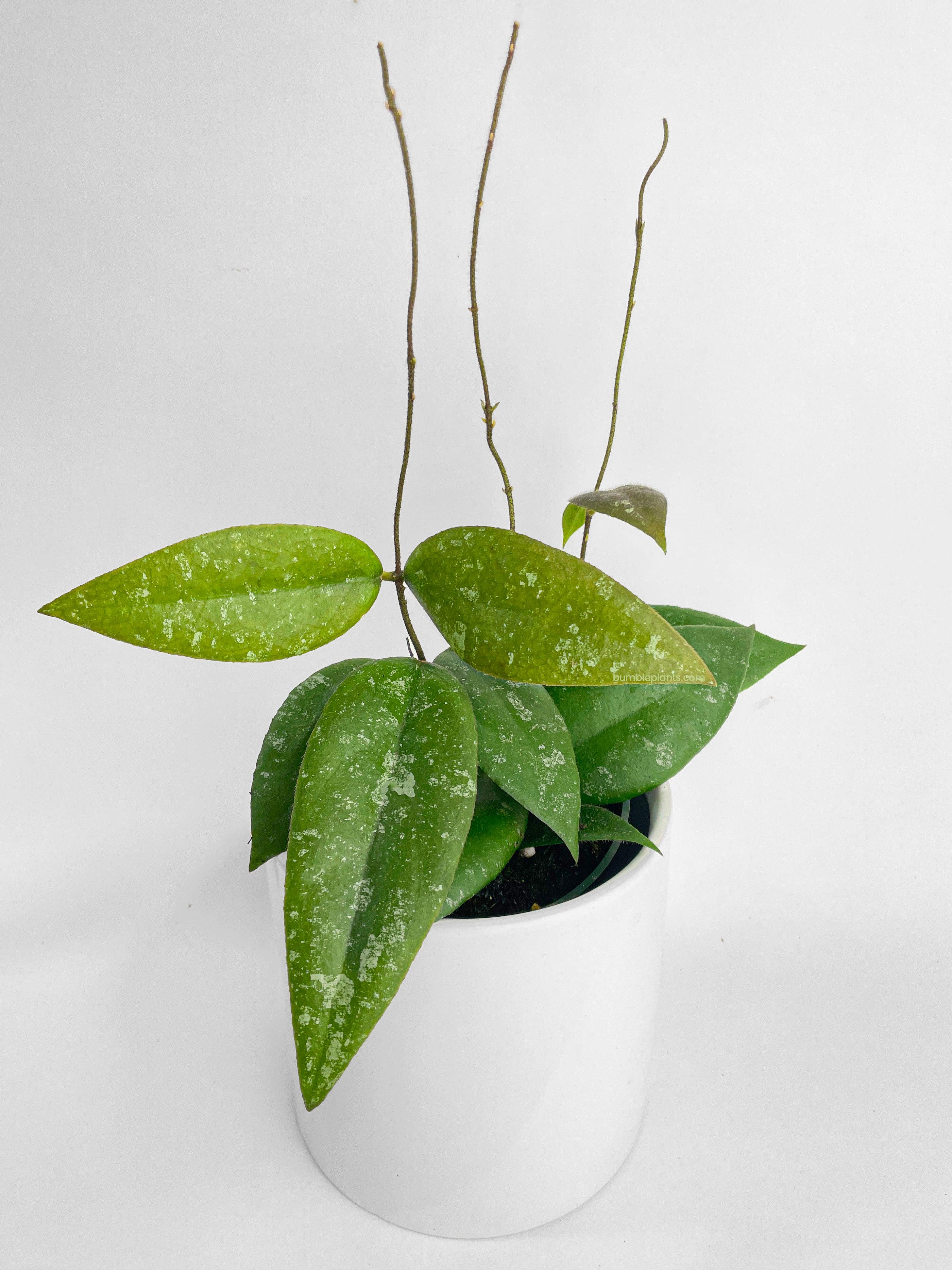 Hoya Caudata Sumatra