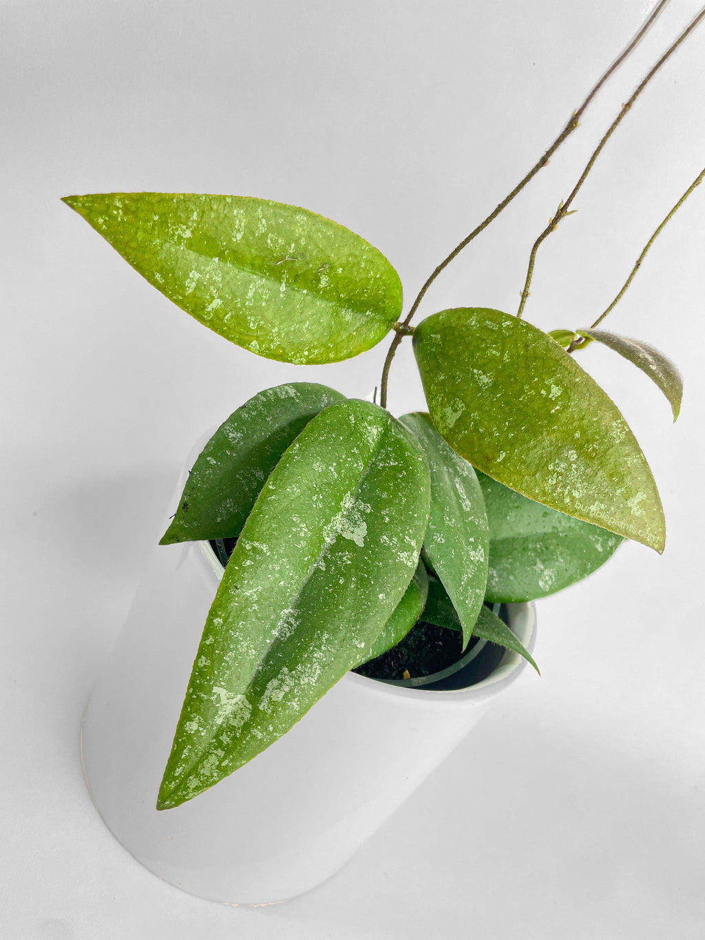 Hoya Caudata Sumatra