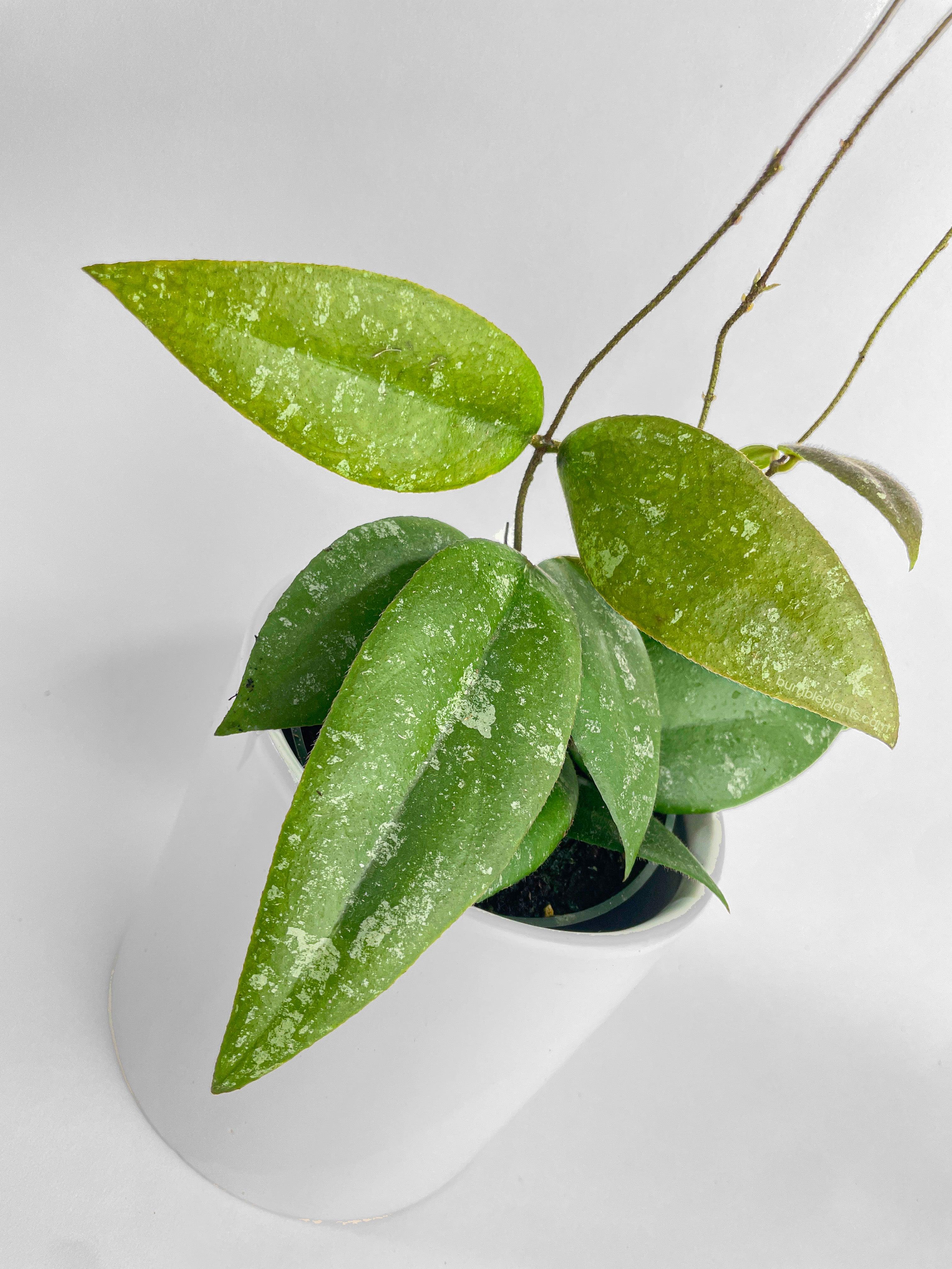 Hoya Caudata Sumatra