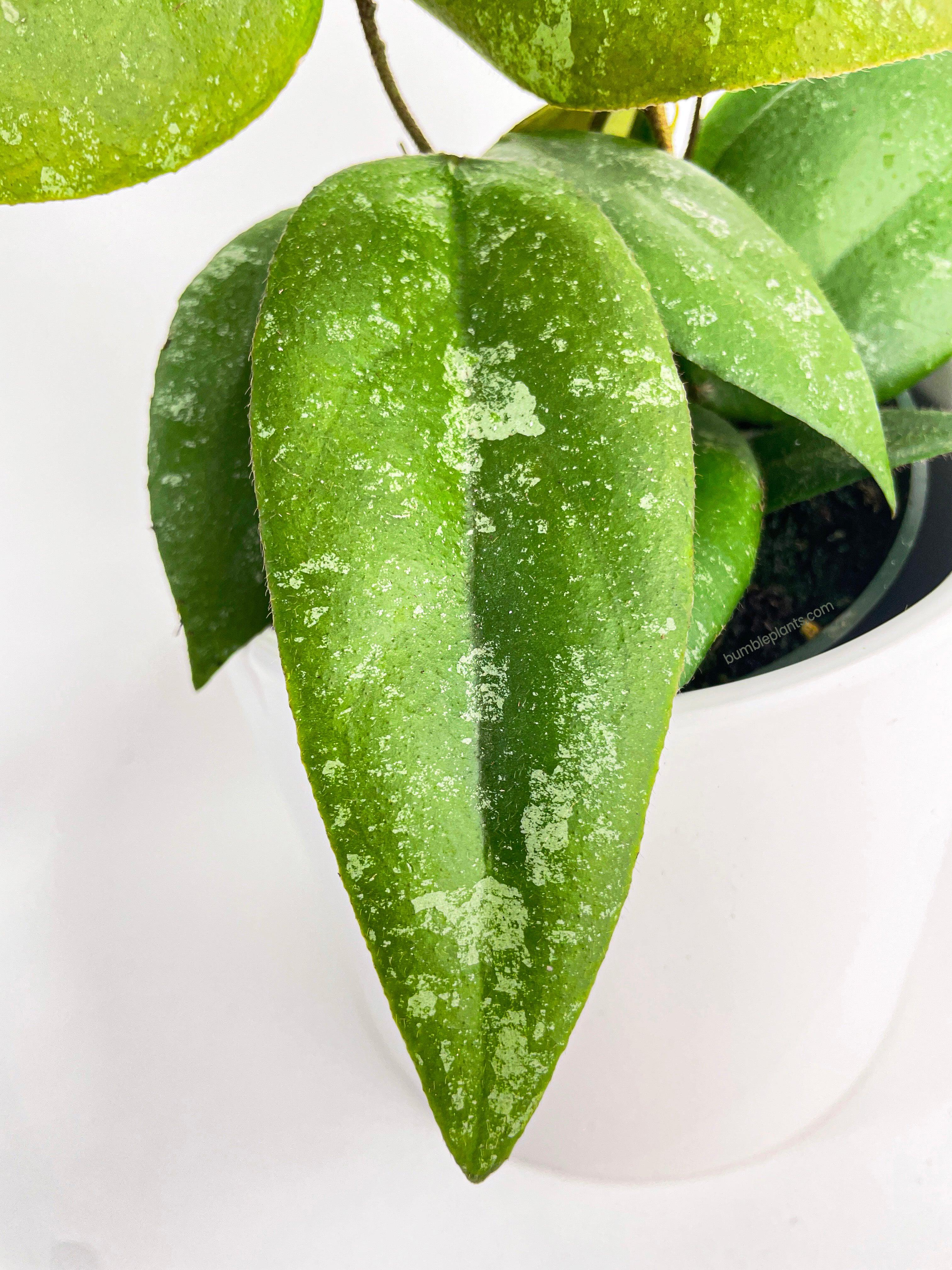 Hoya Caudata Sumatra