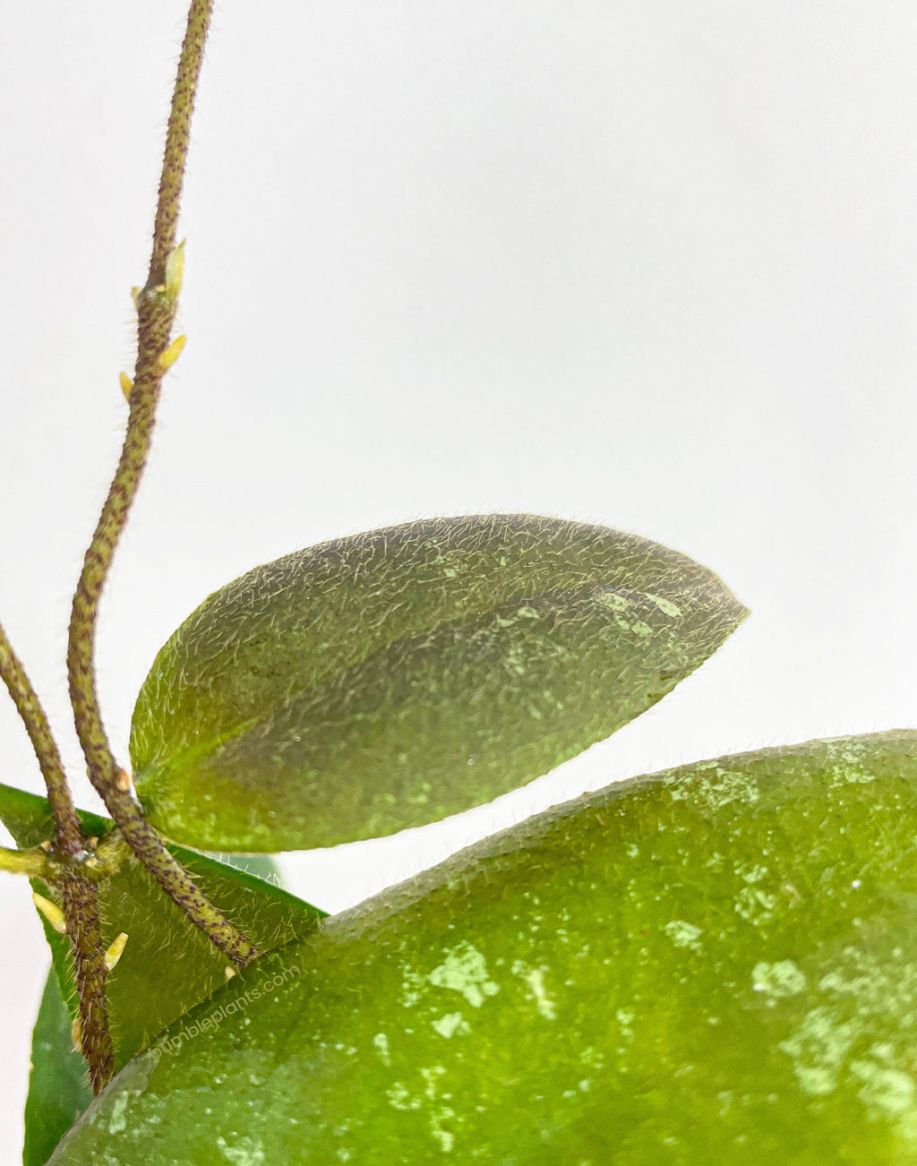 Hoya Caudata Sumatra