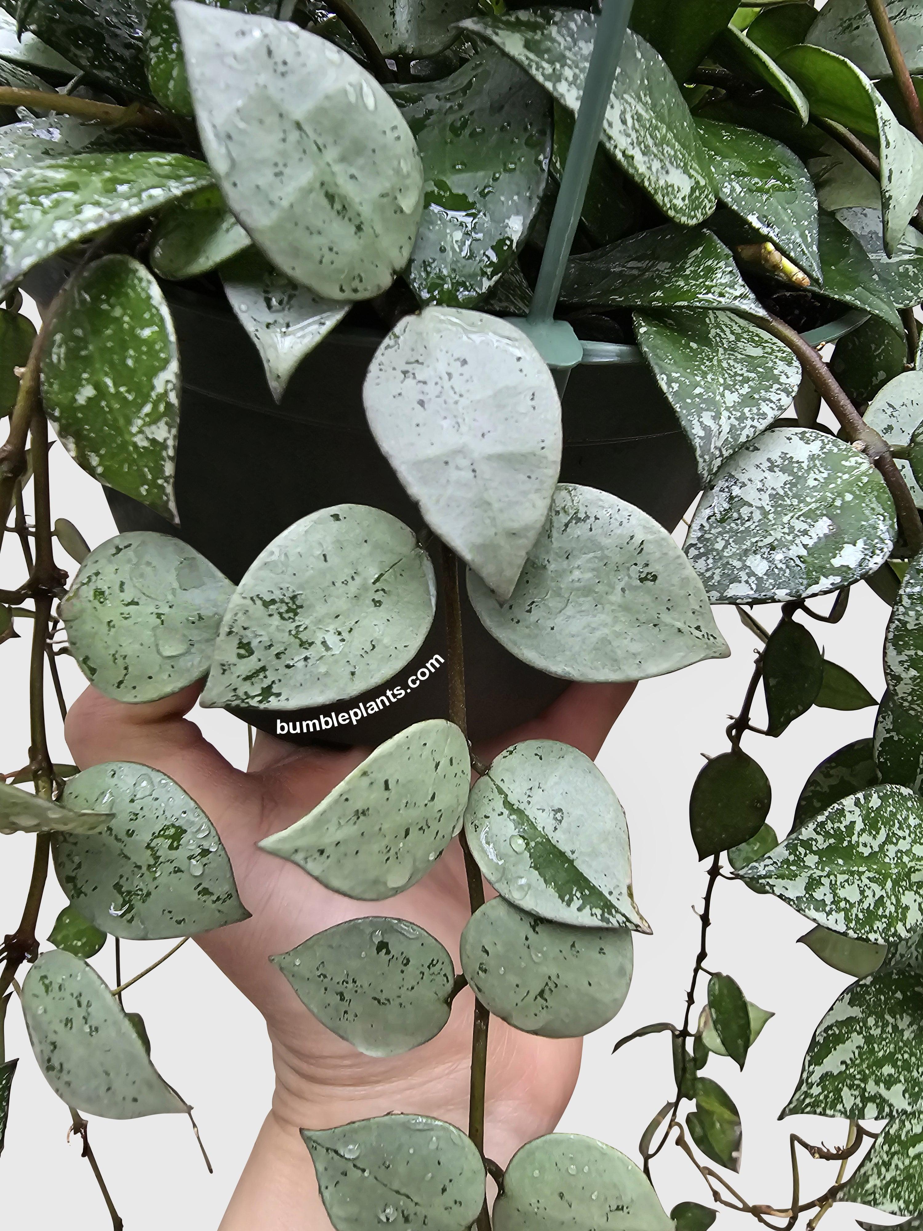 Hoya Krohniana Super Eskimo