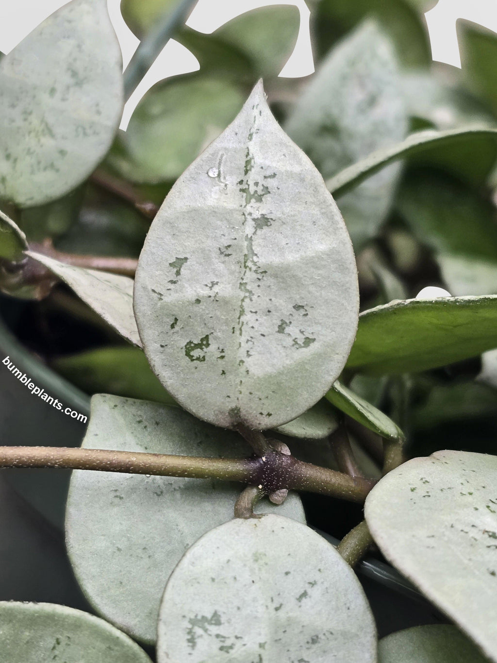 Hoya Krohniana Super Eskimo