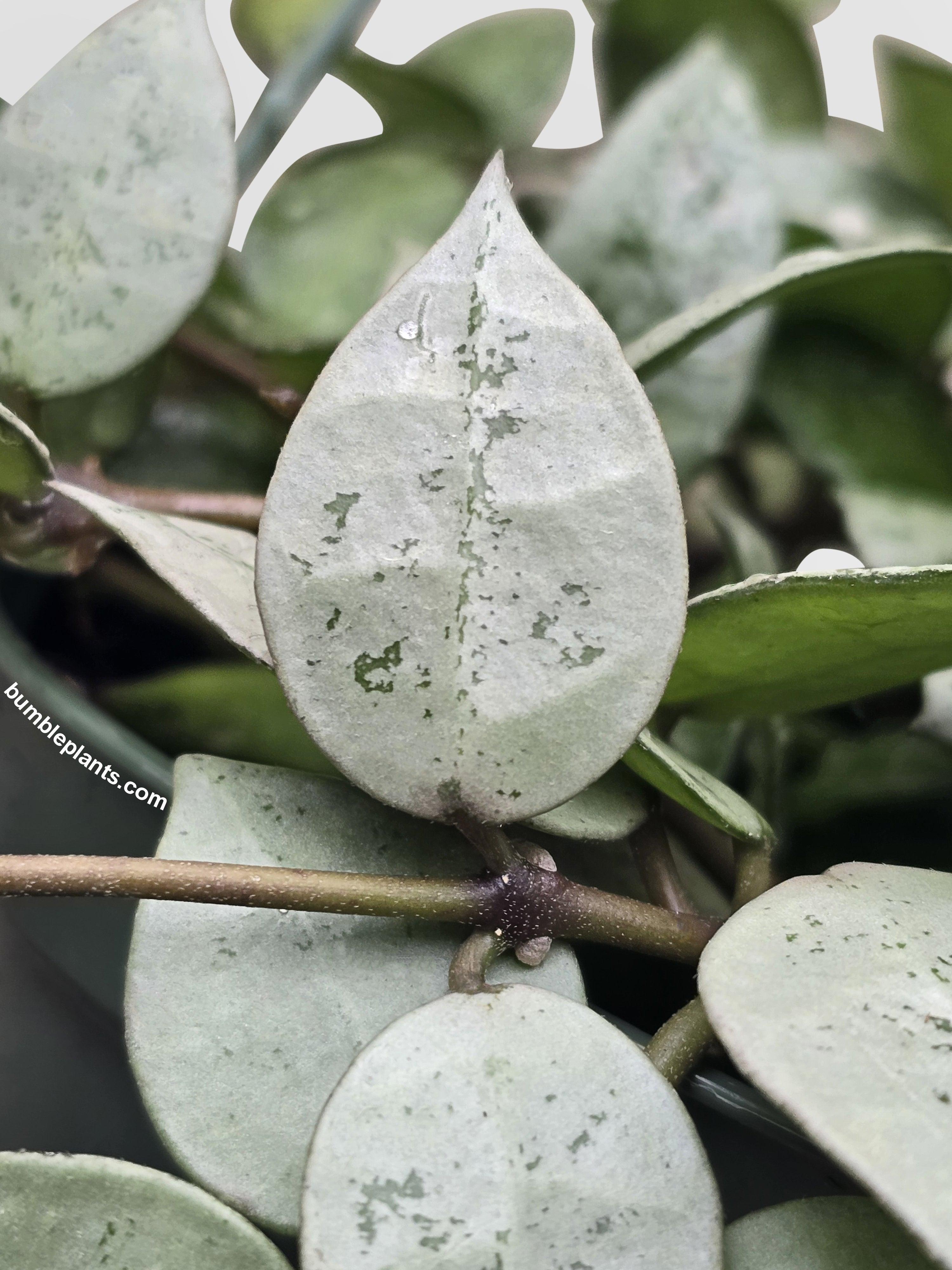 Hoya Krohniana Super Eskimo