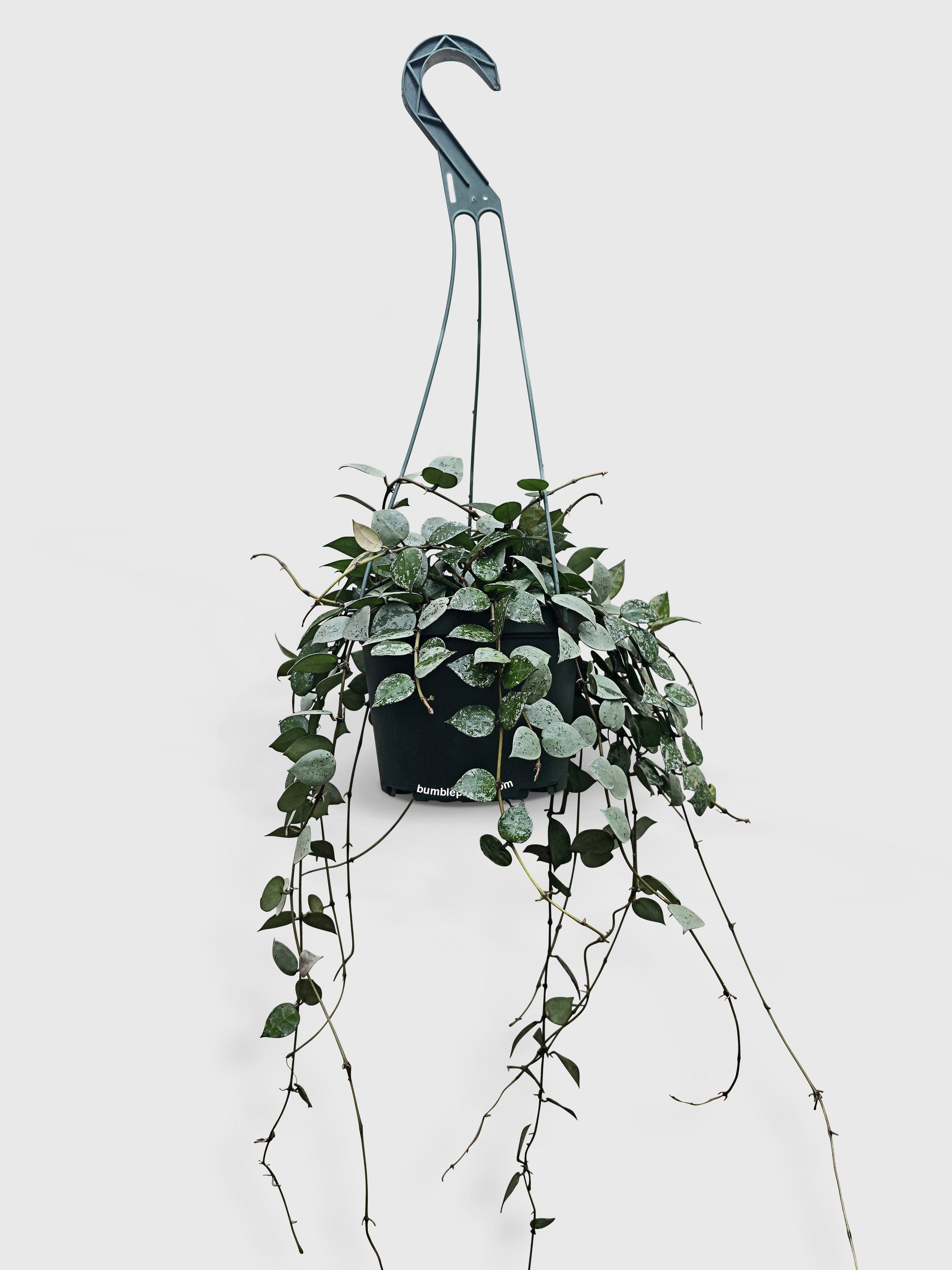 Hoya Krohniana Super Eskimo