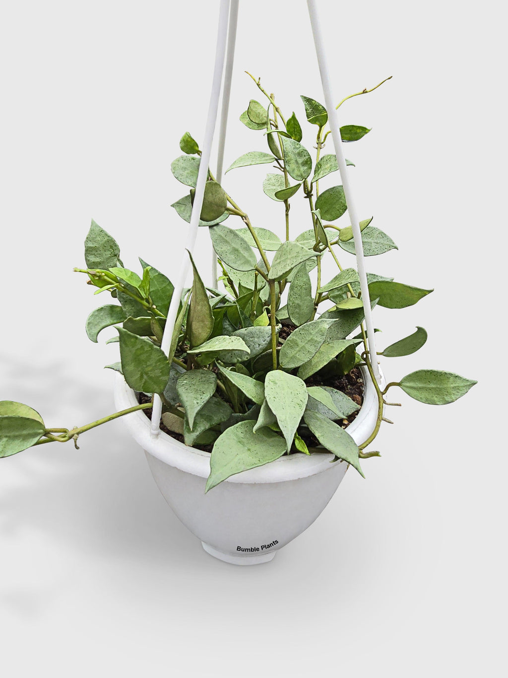 Hoya Lacunosa 'Silver Mint Coin'