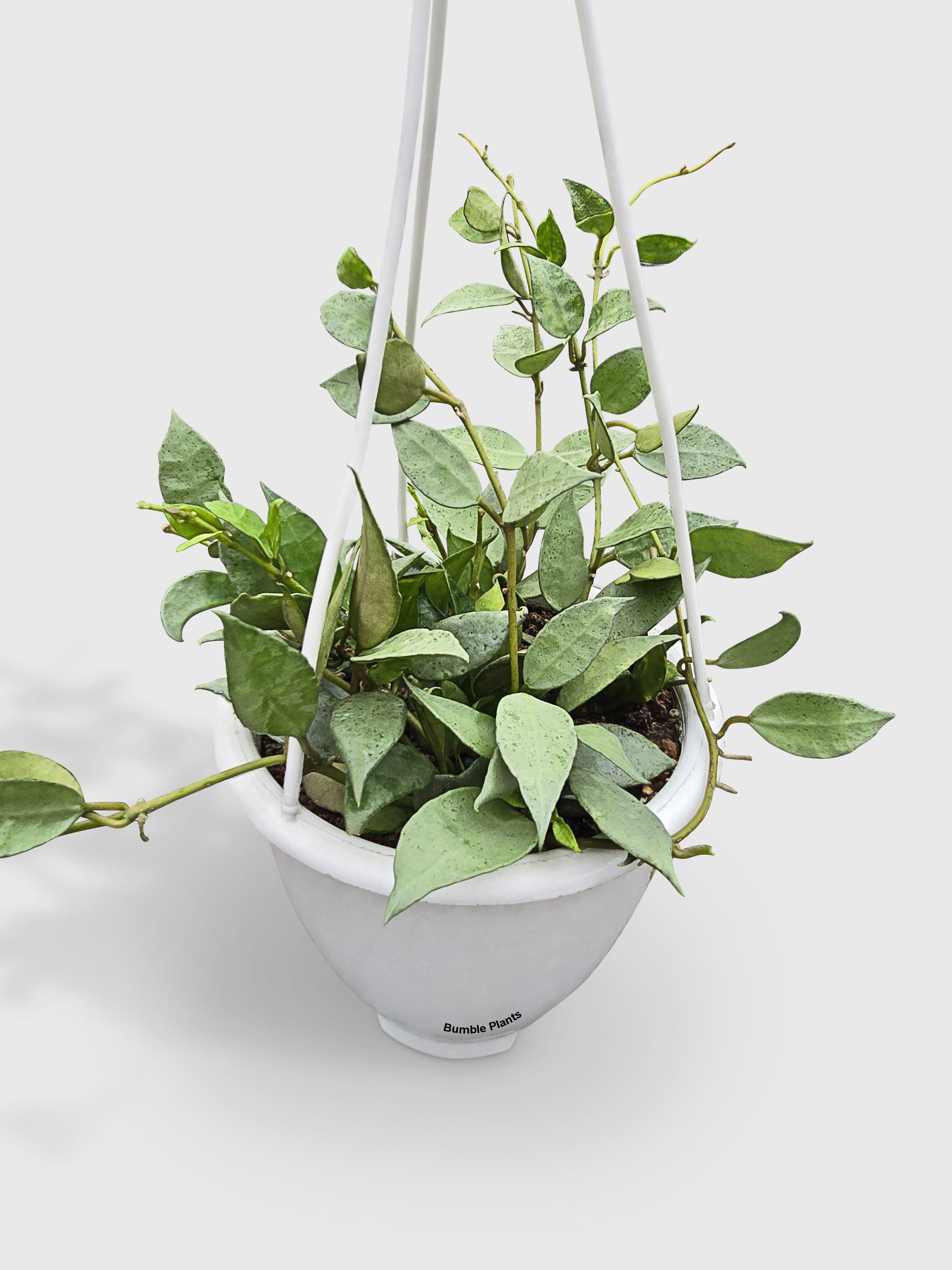 Hoya Lacunosa 'Silver Mint Coin'