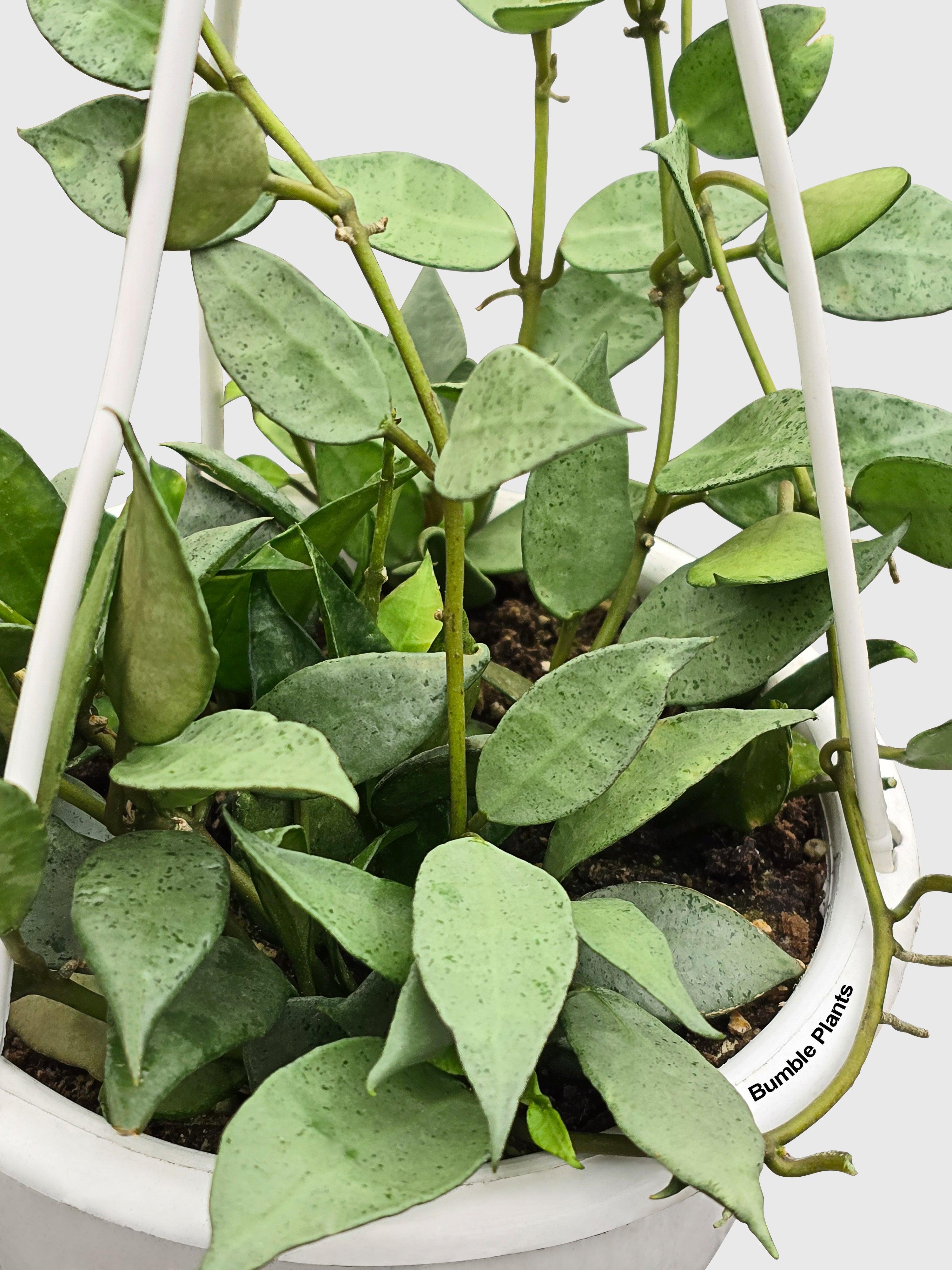 Hoya Lacunosa 'Silver Mint Coin'