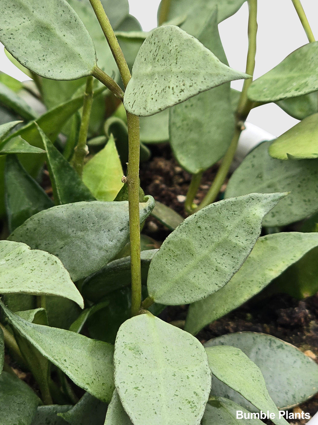 Hoya Lacunosa 'Silver Mint Coin'