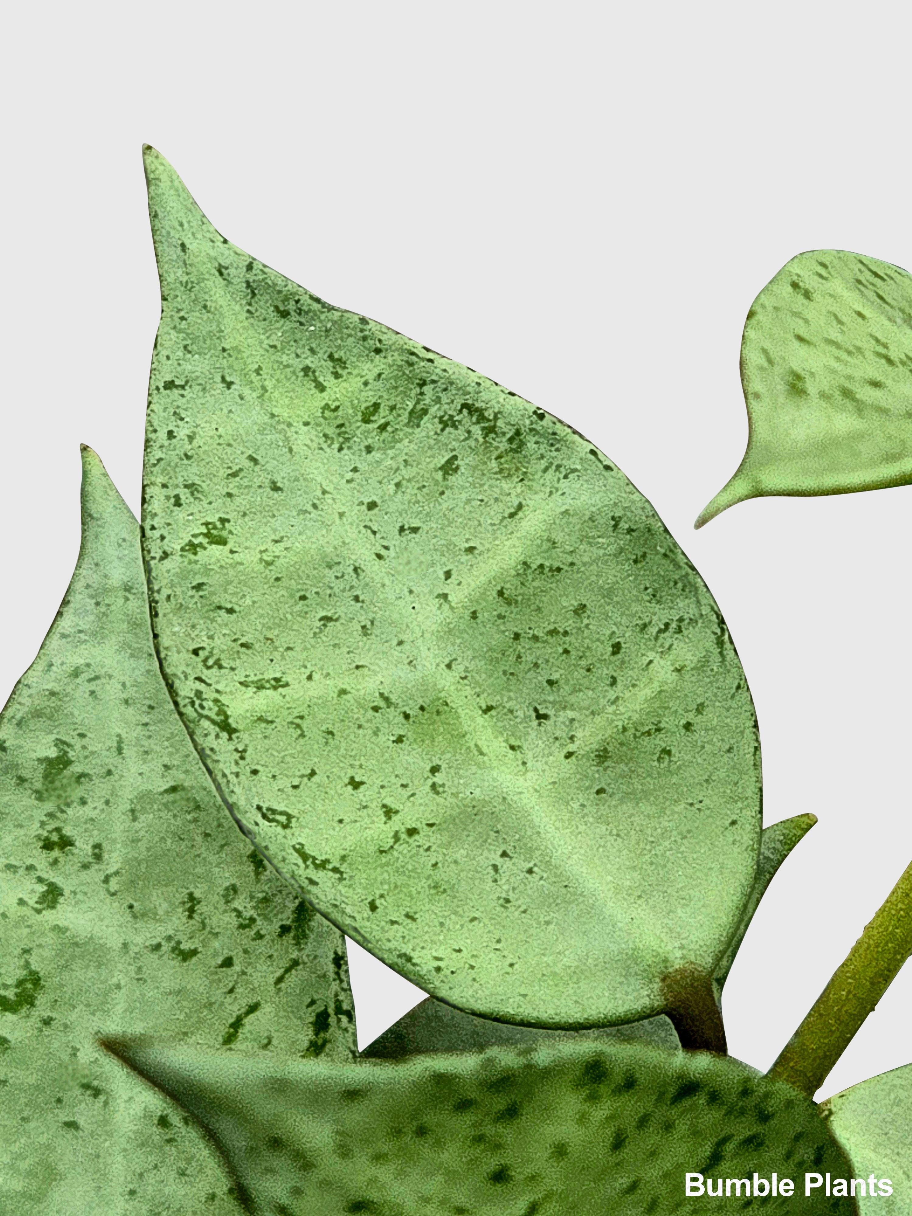 Hoya Lacunosa 'Silver Mint Coin'