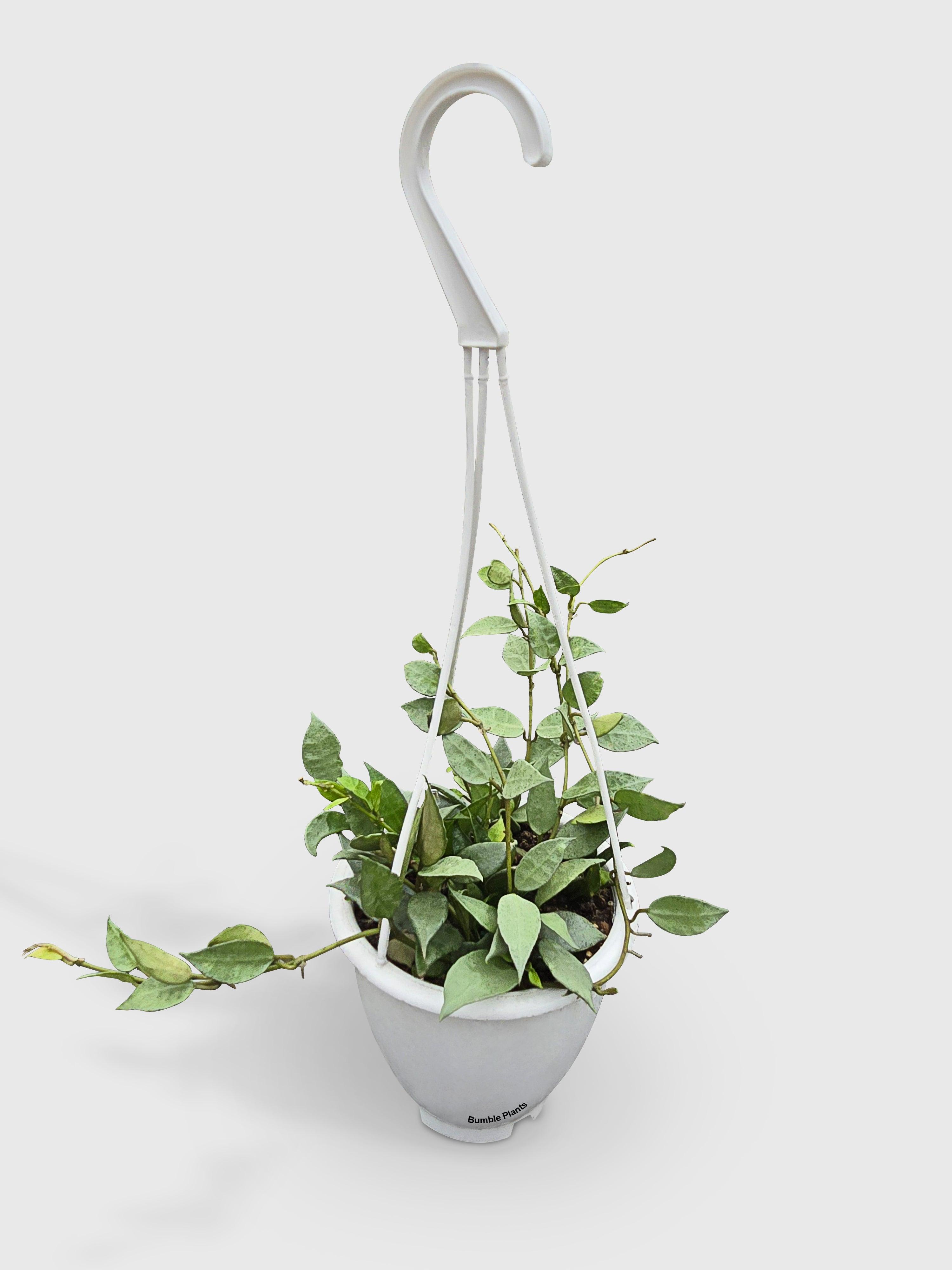 Hoya Lacunosa 'Silver Mint Coin'