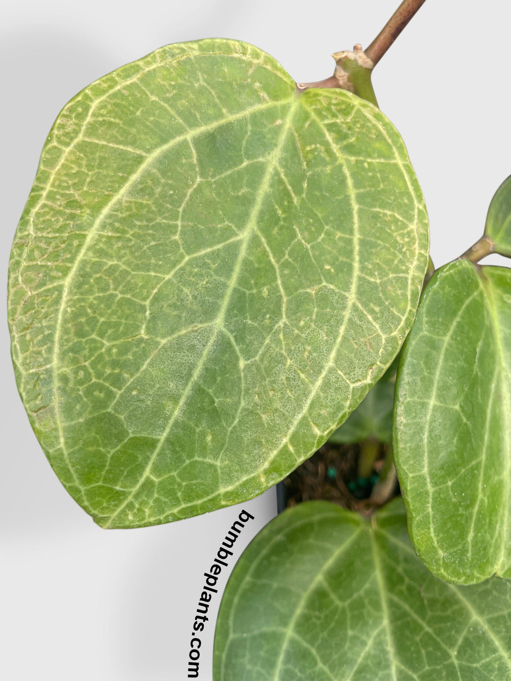 Hoya Latifolia sp. Sarawak Cream