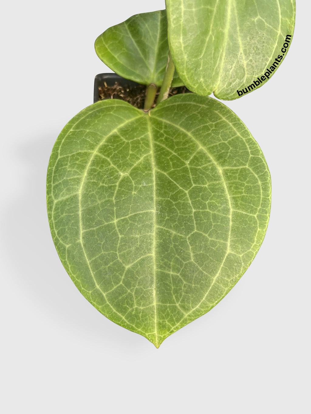 Hoya Latifolia sp. Sarawak Cream