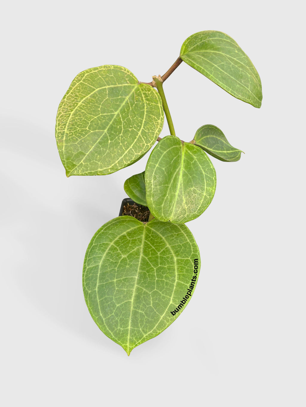 Hoya Latifolia sp. Sarawak Cream