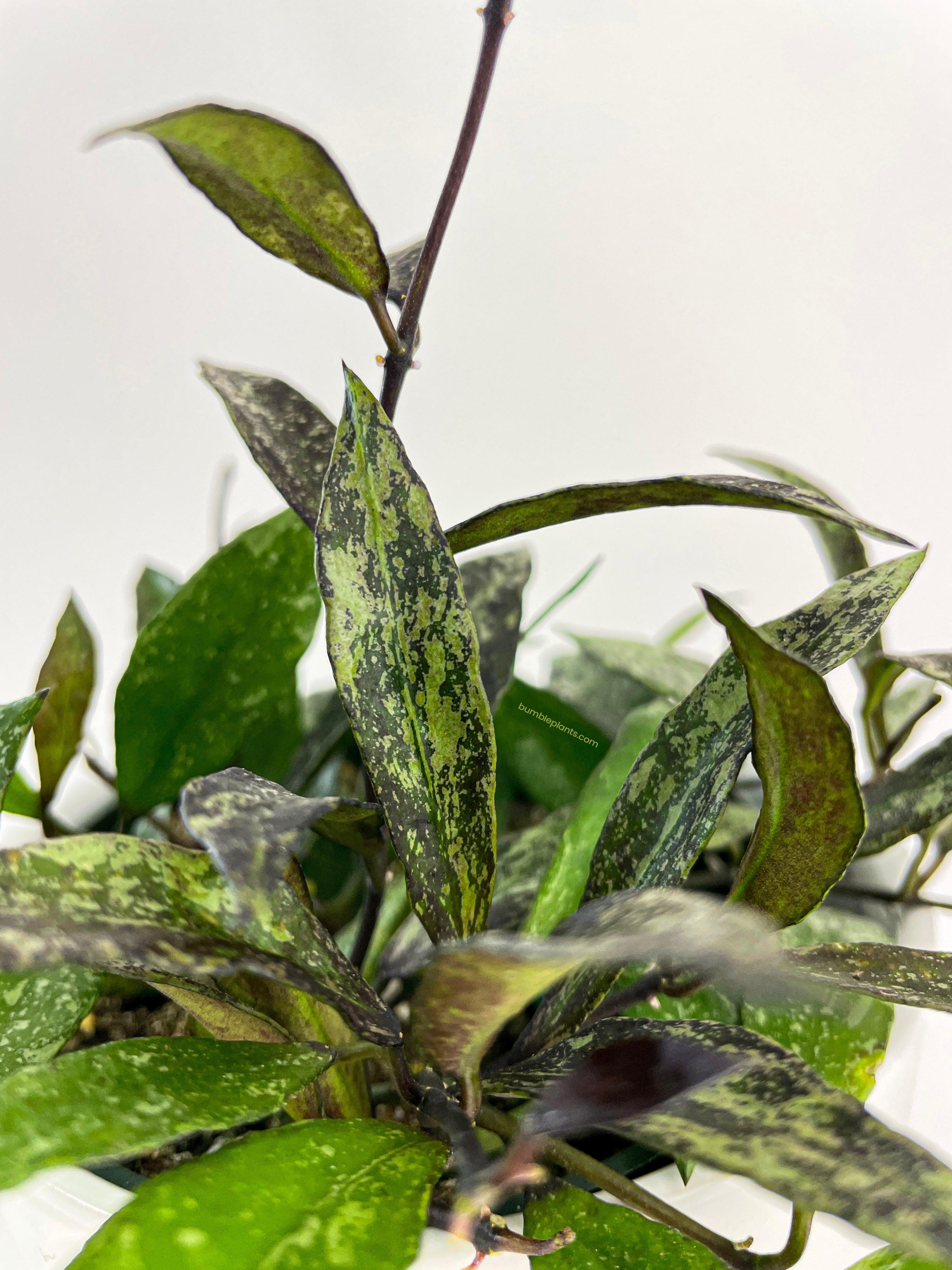 Hoya Lacunosa 'Royal Flush'