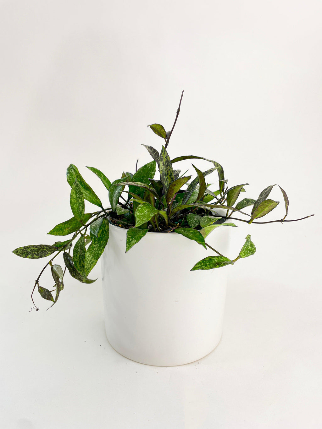 Hoya Lacunosa 'Royal Flush'