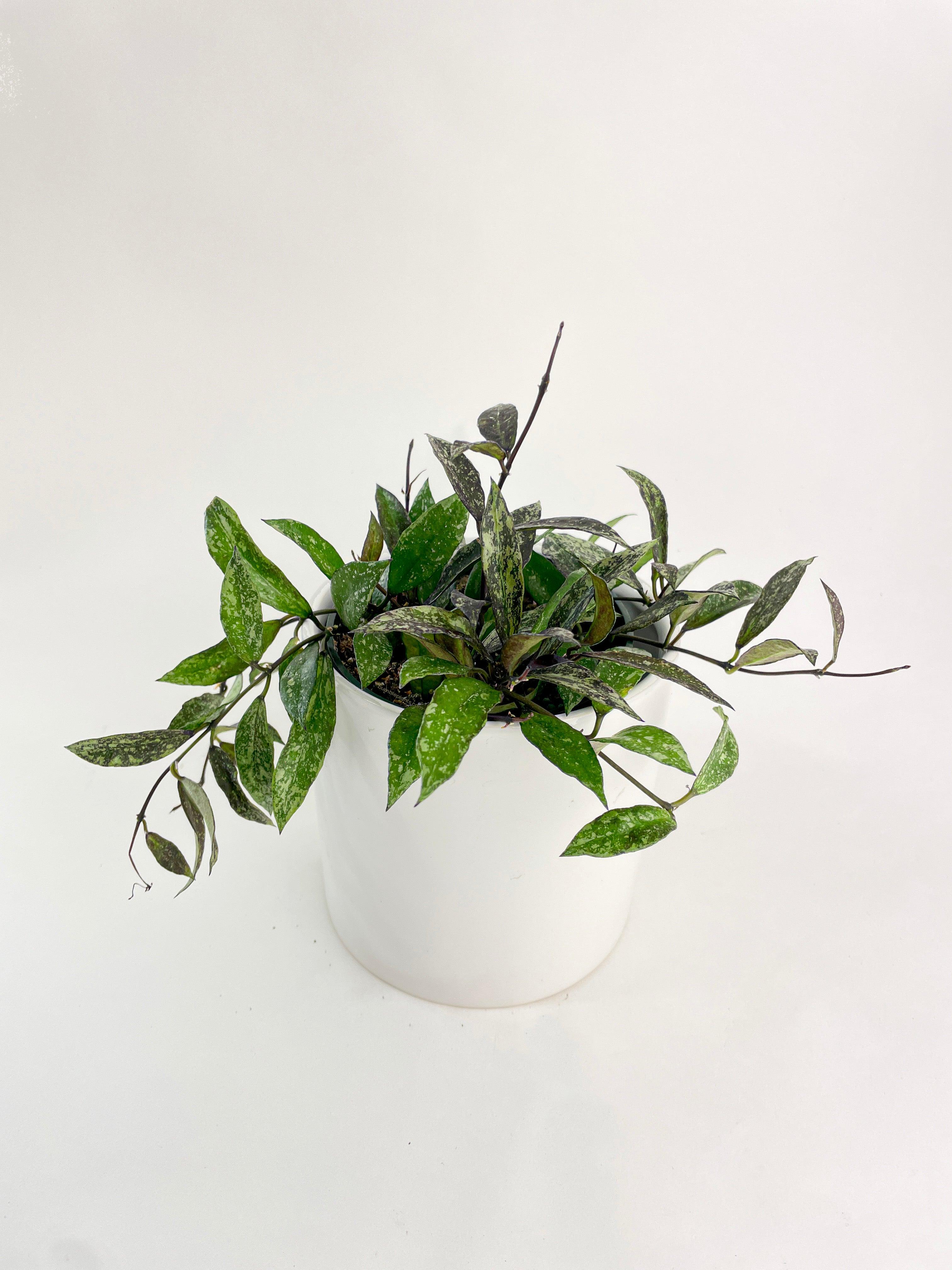 Hoya Lacunosa 'Royal Flush'