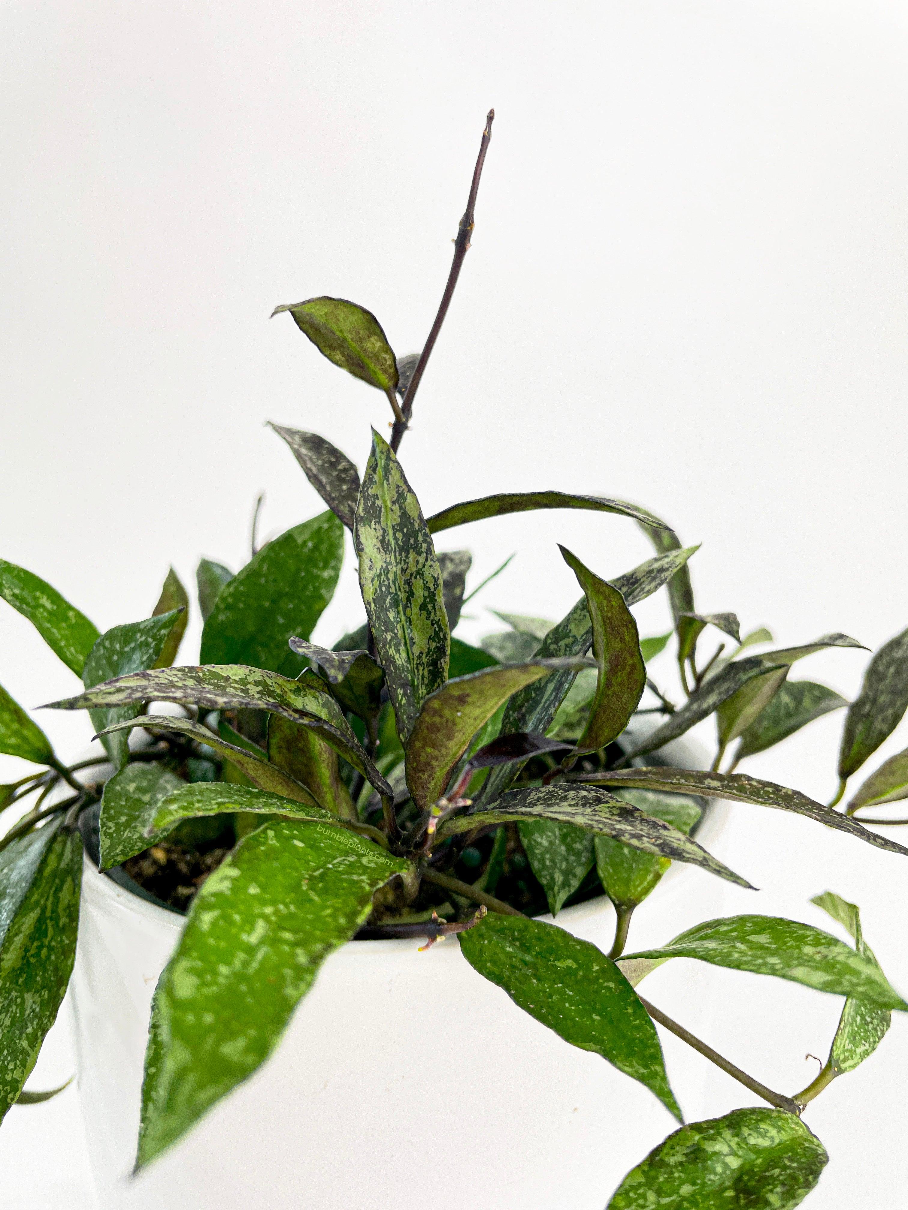 Hoya Lacunosa 'Royal Flush'