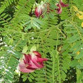 Hummingbird Tree Seeds-Agathi Keerai