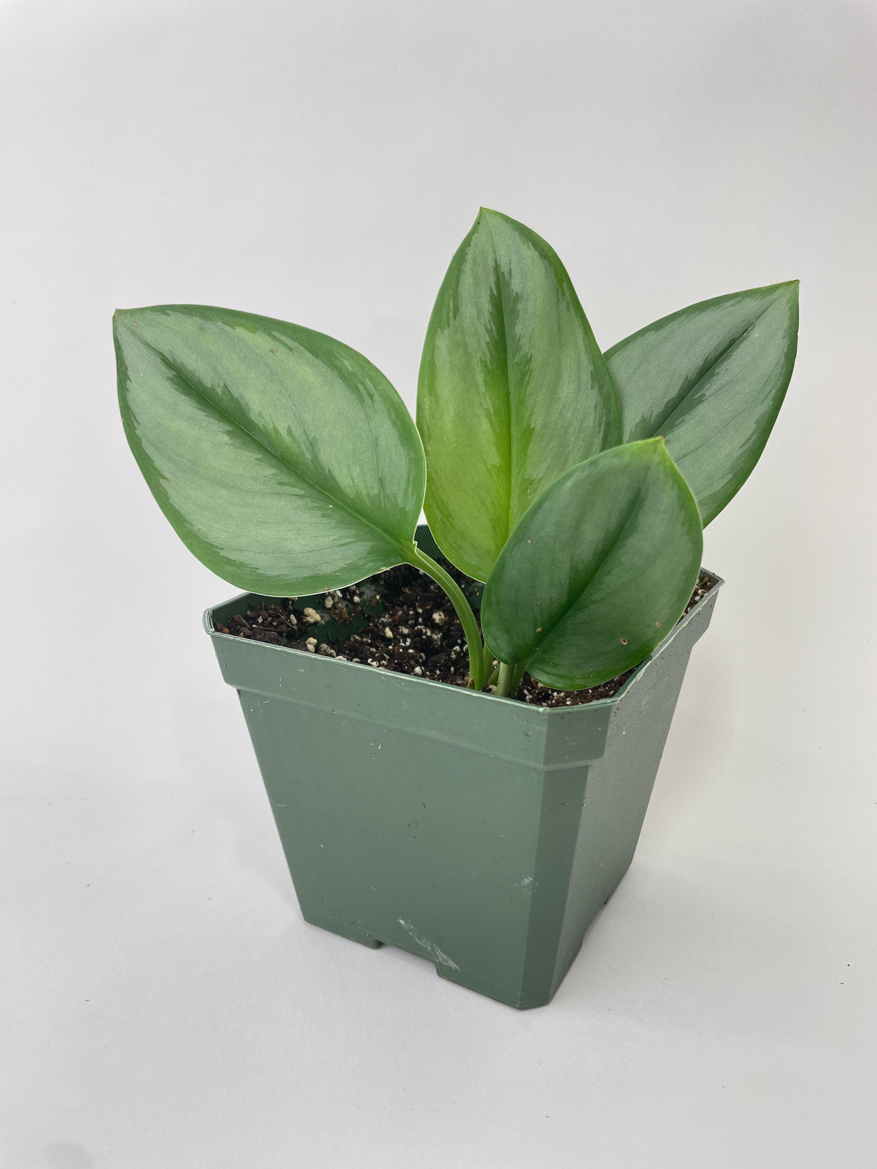 Scindapsus Treubii Moonlight