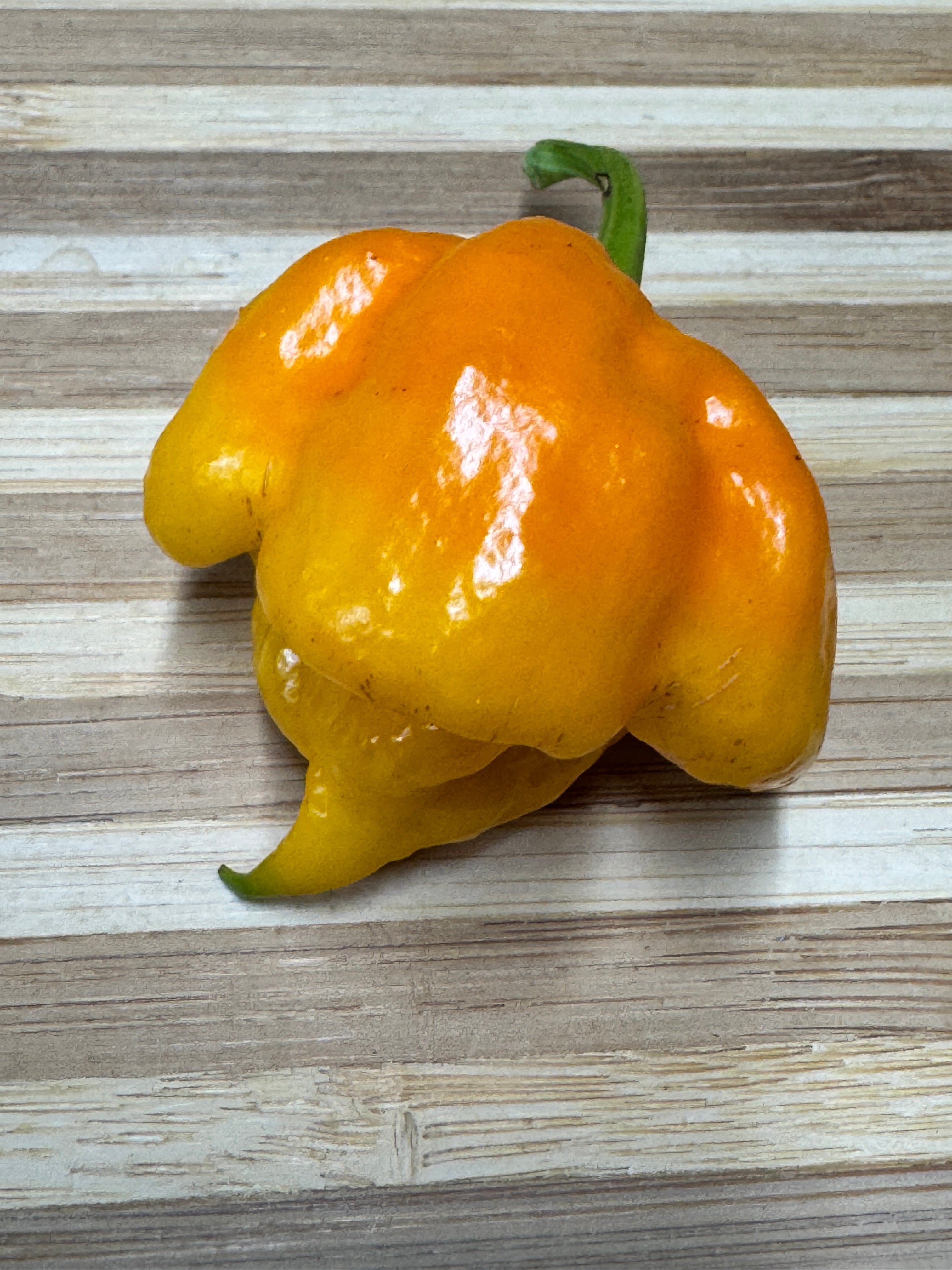 7 Pot Primo Yellow - Seeds