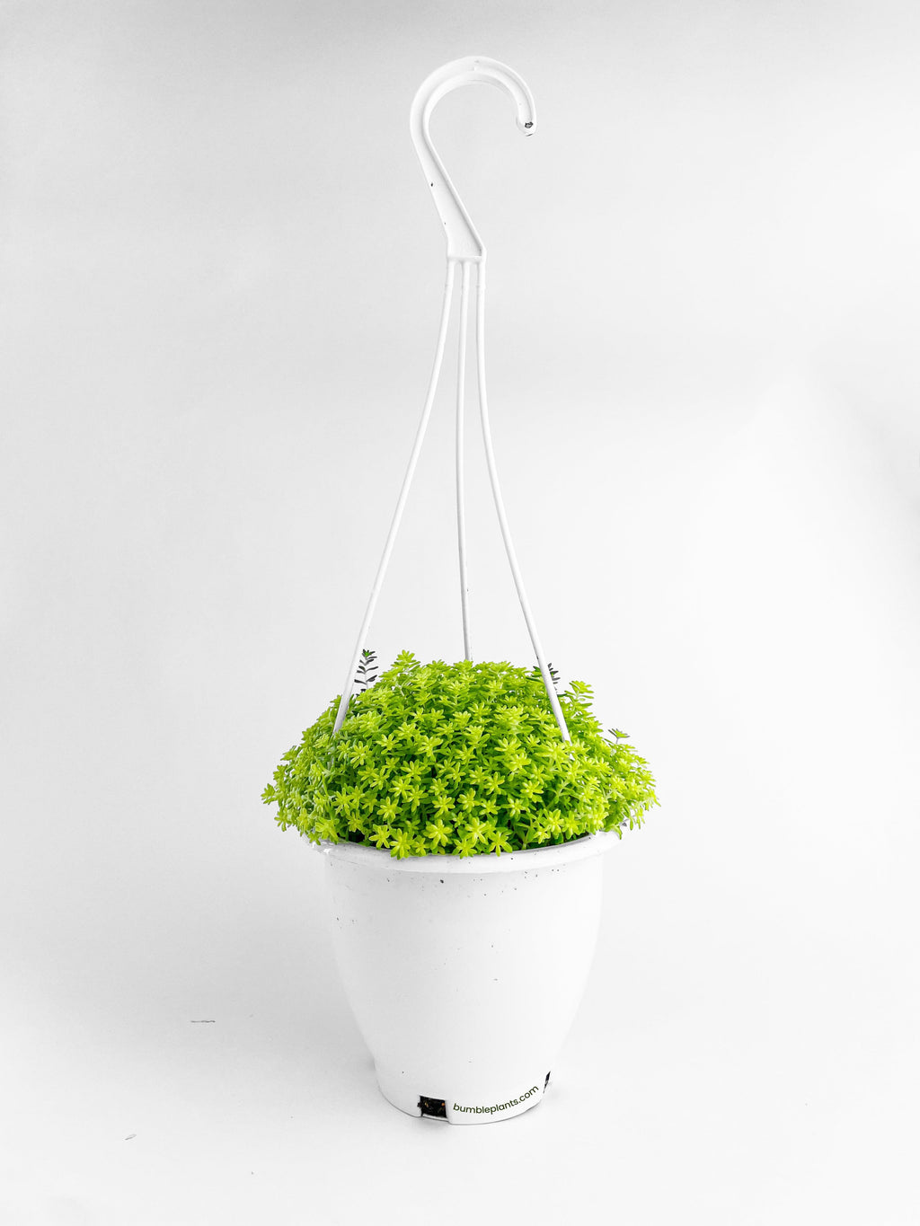 Sedum Japonicum 'Tokyo Sun' (Tokyo Sun Stonecrop)