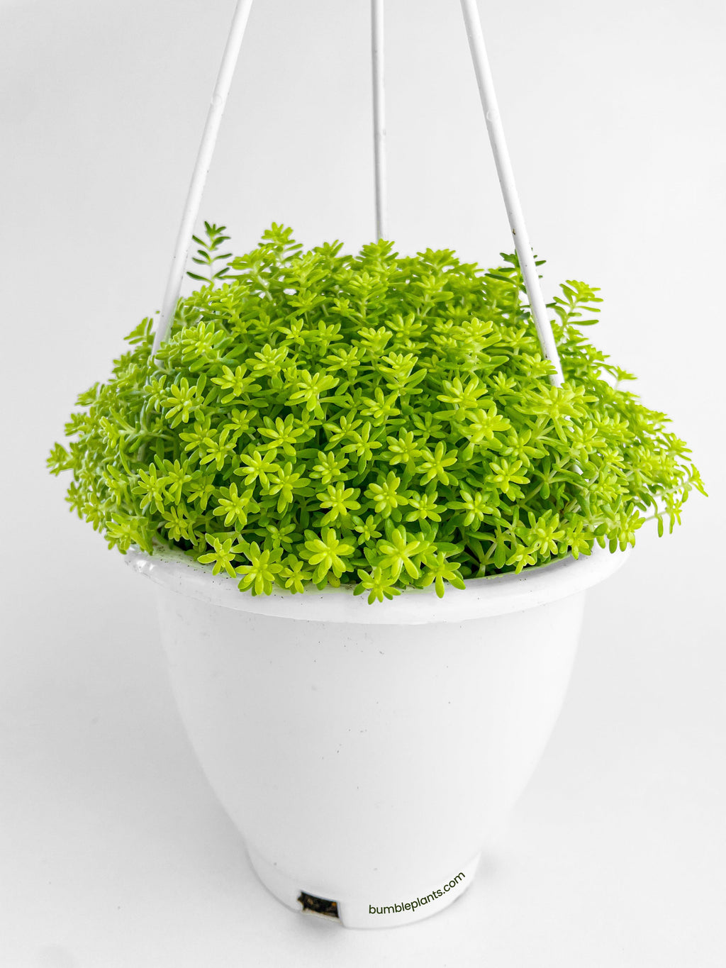 Sedum Japonicum 'Tokyo Sun' (Tokyo Sun Stonecrop)