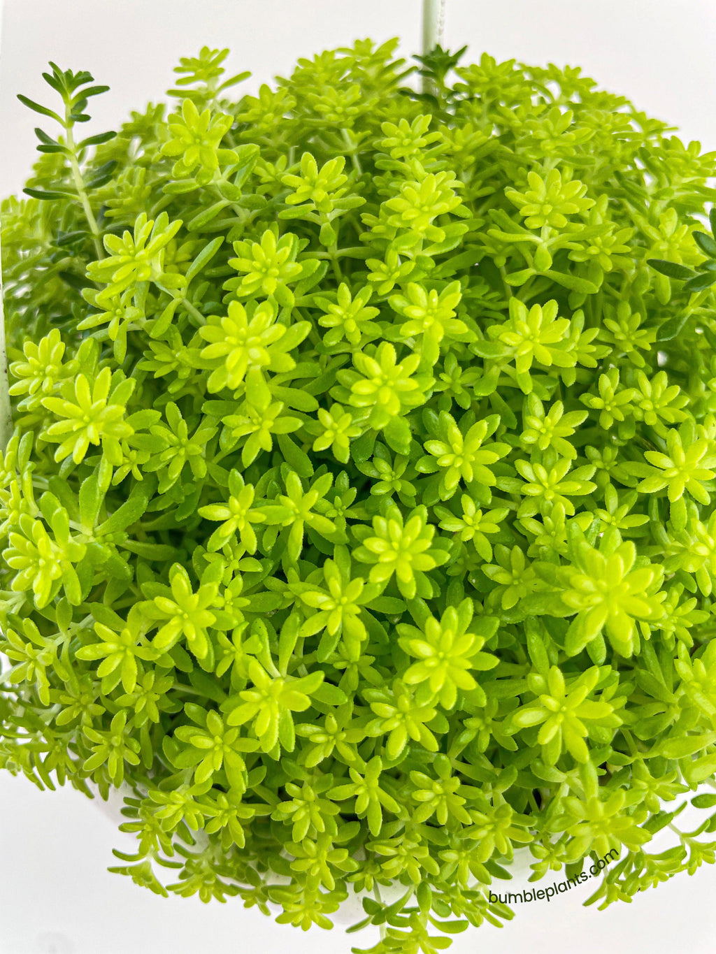Sedum Japonicum 'Tokyo Sun' (Tokyo Sun Stonecrop)