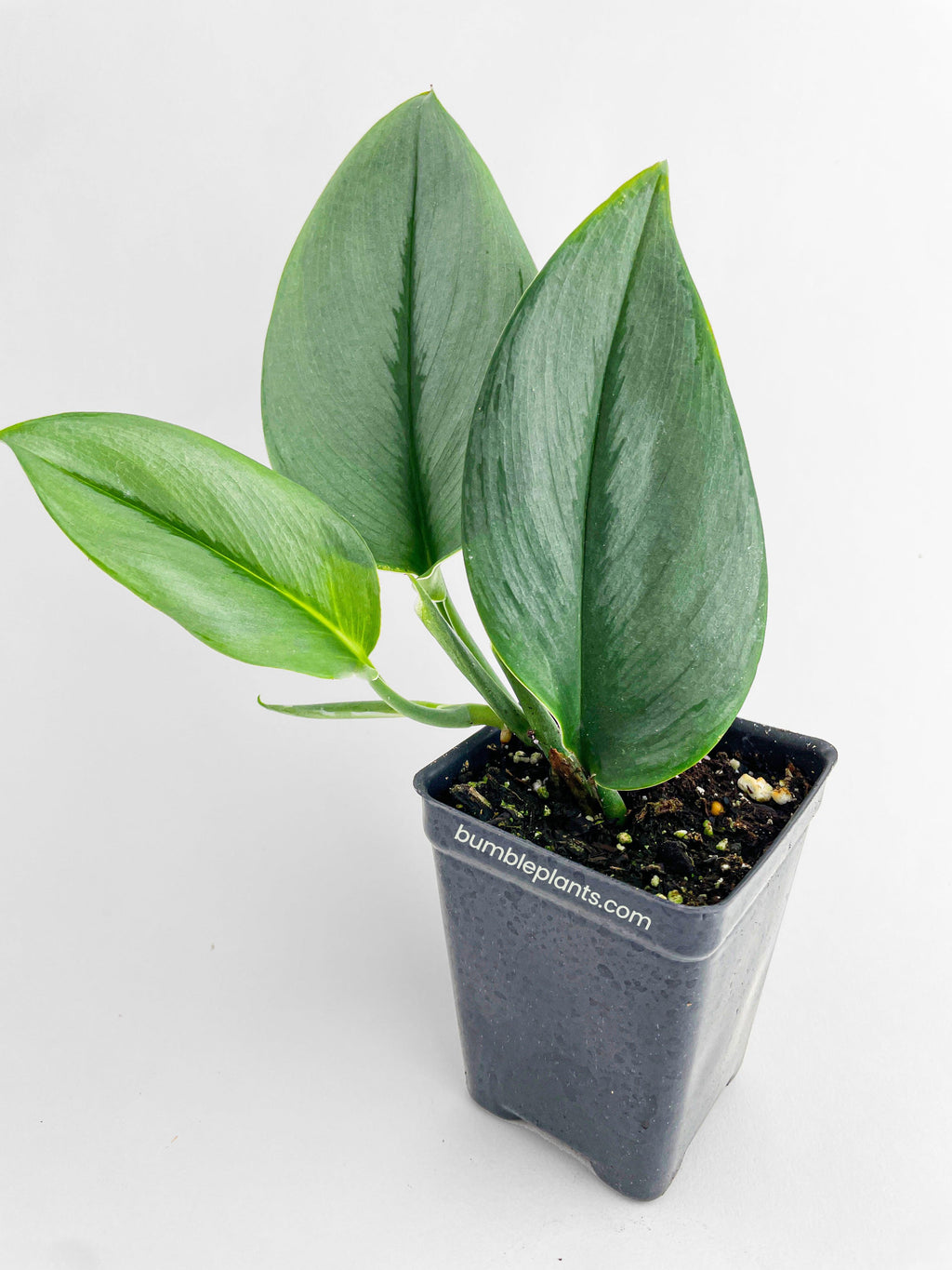 Scindapsus Treubii Moonlight